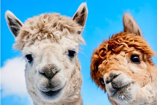 Nærbilde av hodet til to alpakkaer som ser ned i kameraet