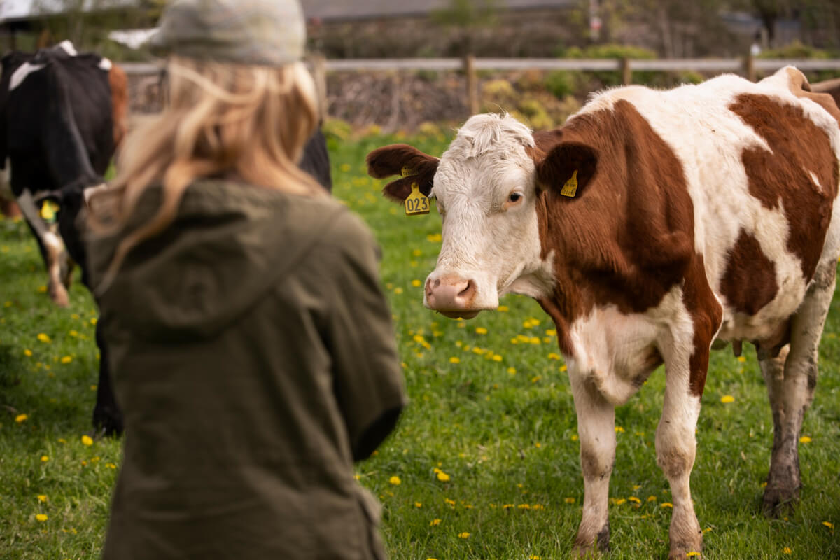 Barn står på en eng og ser på en ku som nettopp er sluppet ut på beite om våren, som illustrasjonsbilde for beskrivelsen av kuslipp på Nordre Lindeberg gård