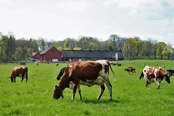 Kuer på beite på engen foran Bygdø Kongsgård
