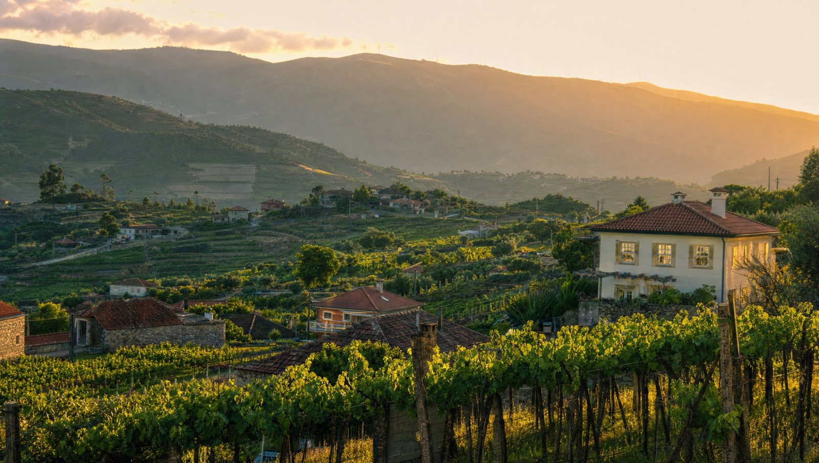 Paysage vert du Minho au soleil couchant, vignes et villages