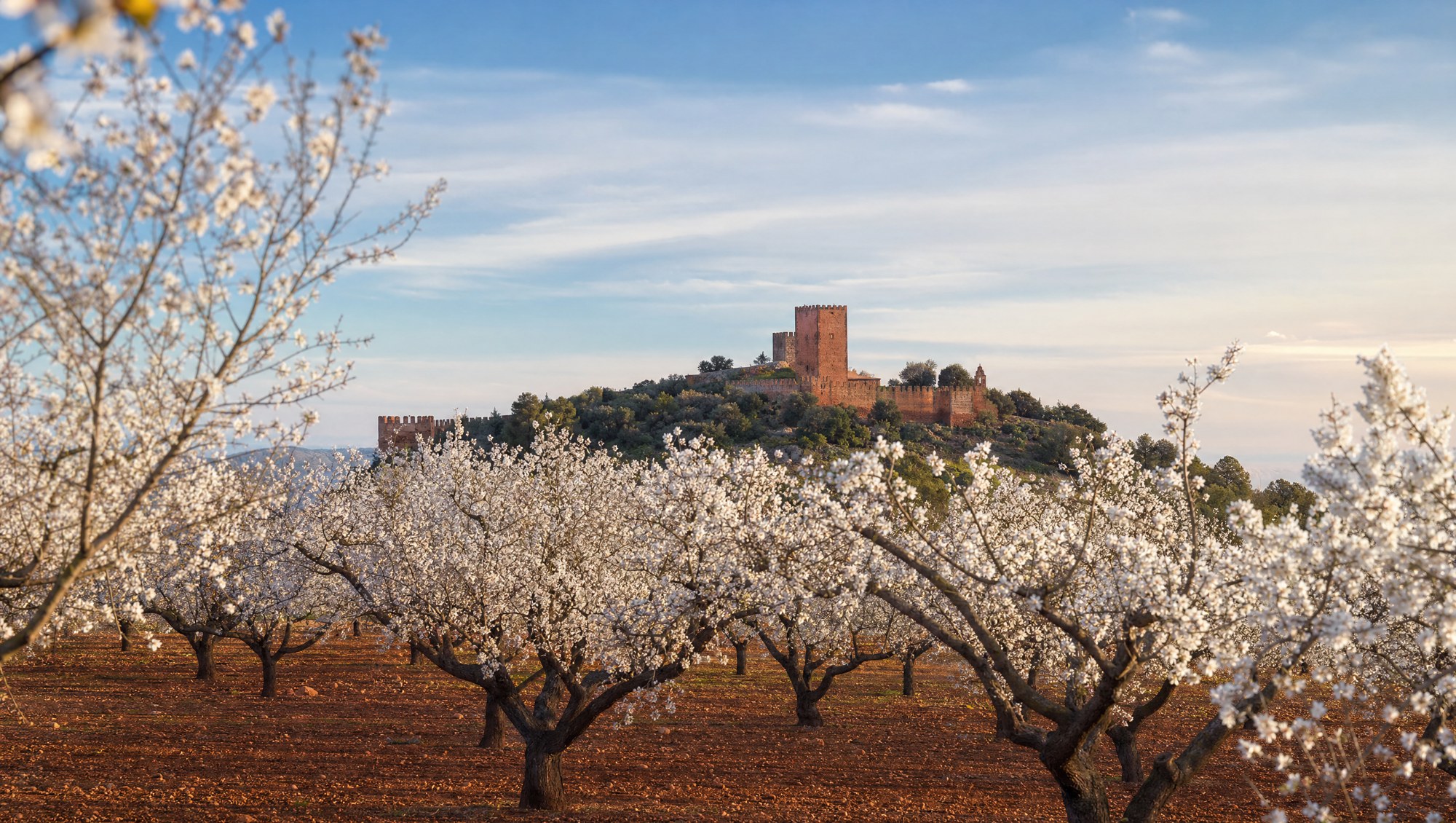 Amandiers en fleur sur la plaine ocre, château de grès rouge au loin
