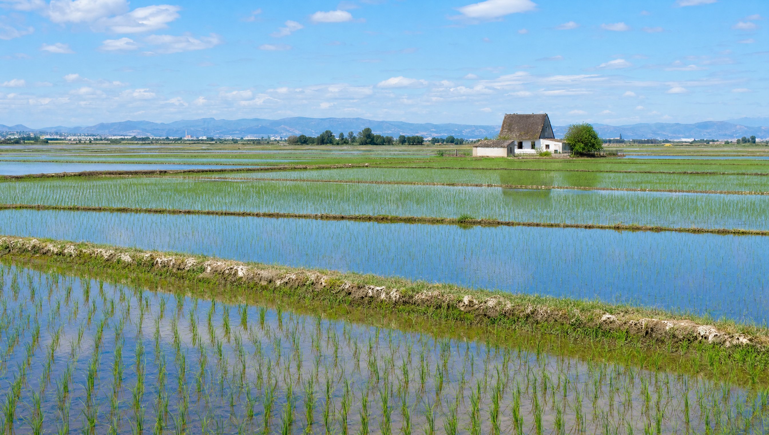 Les rizières de l'Albufera en damier, une barraque au loin