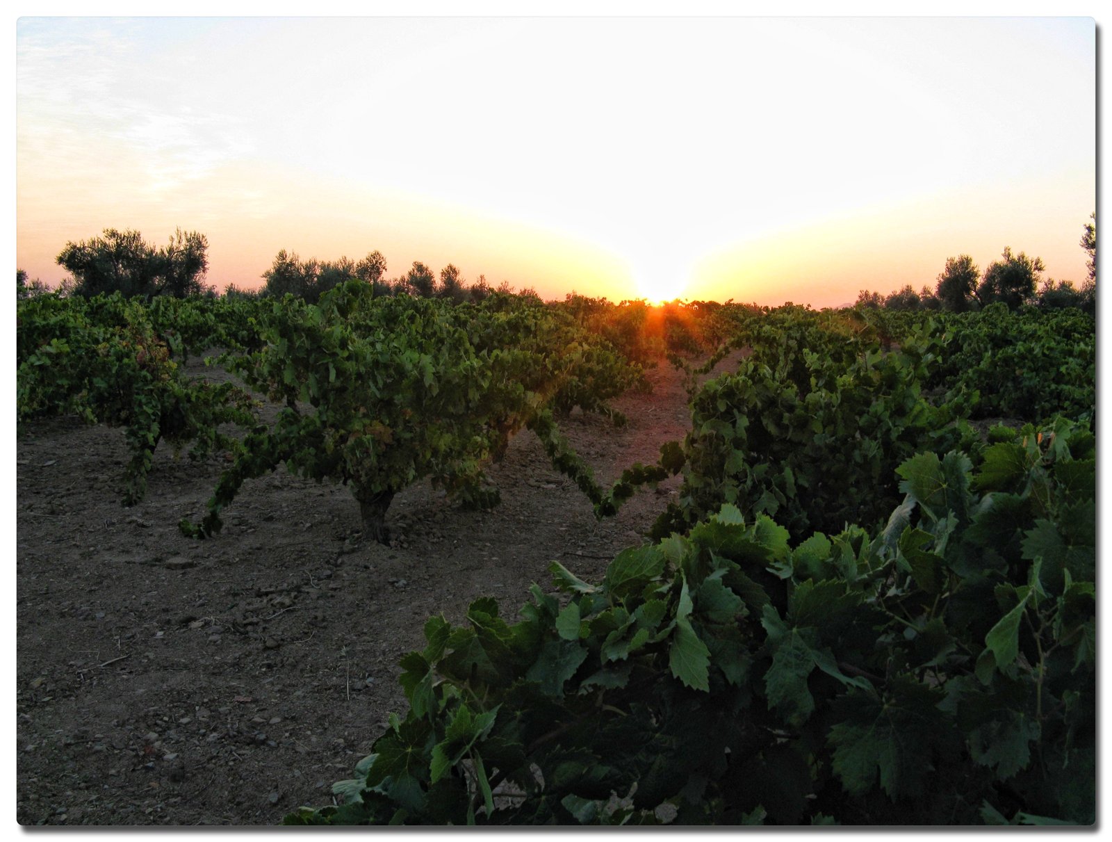 Lever de soleil sur un vignoble de Villafranca de los Barros, photographie réelle du lieu