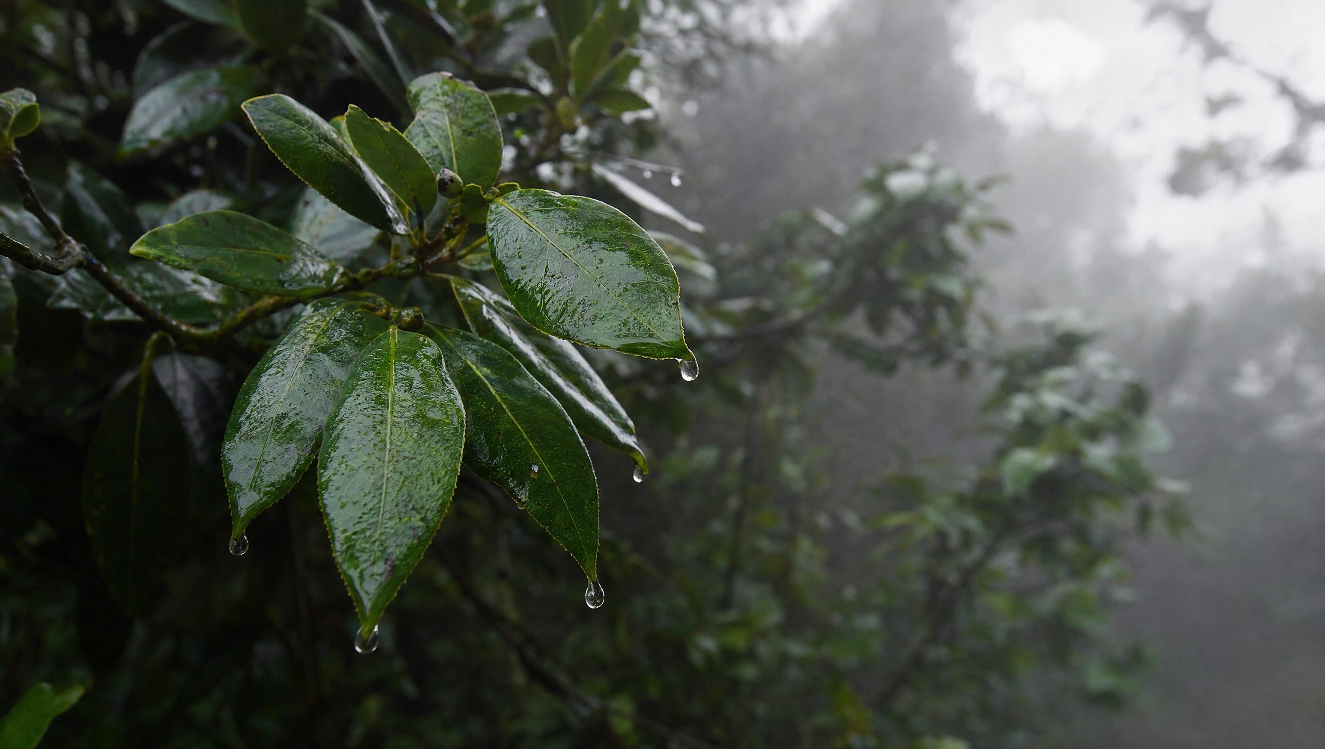 Feuillage d'un til enveloppé de brume dense poussée par les alizés, gouttelettes de condensation perlant au bout des feuilles, atmosphère humide et verte des hauteurs d'El Hierro