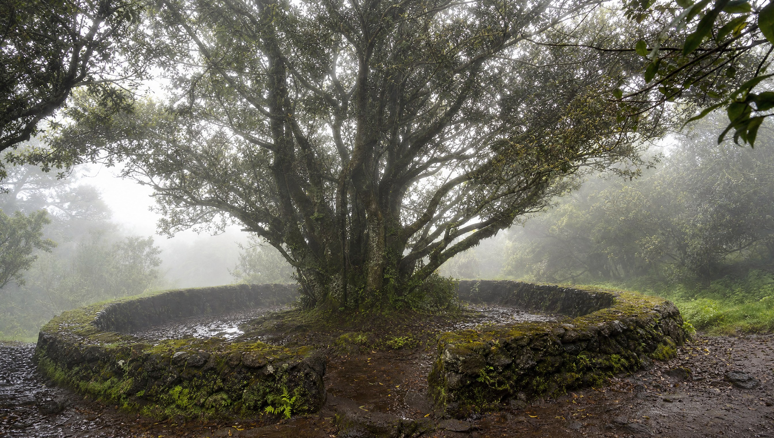 El árbol Garoé, arbre-fontaine emblématique de l'île d'El Hierro (Îles Canaries), Espagne, entouré de son muret de pierre circulaire, dans la brume des hauteurs