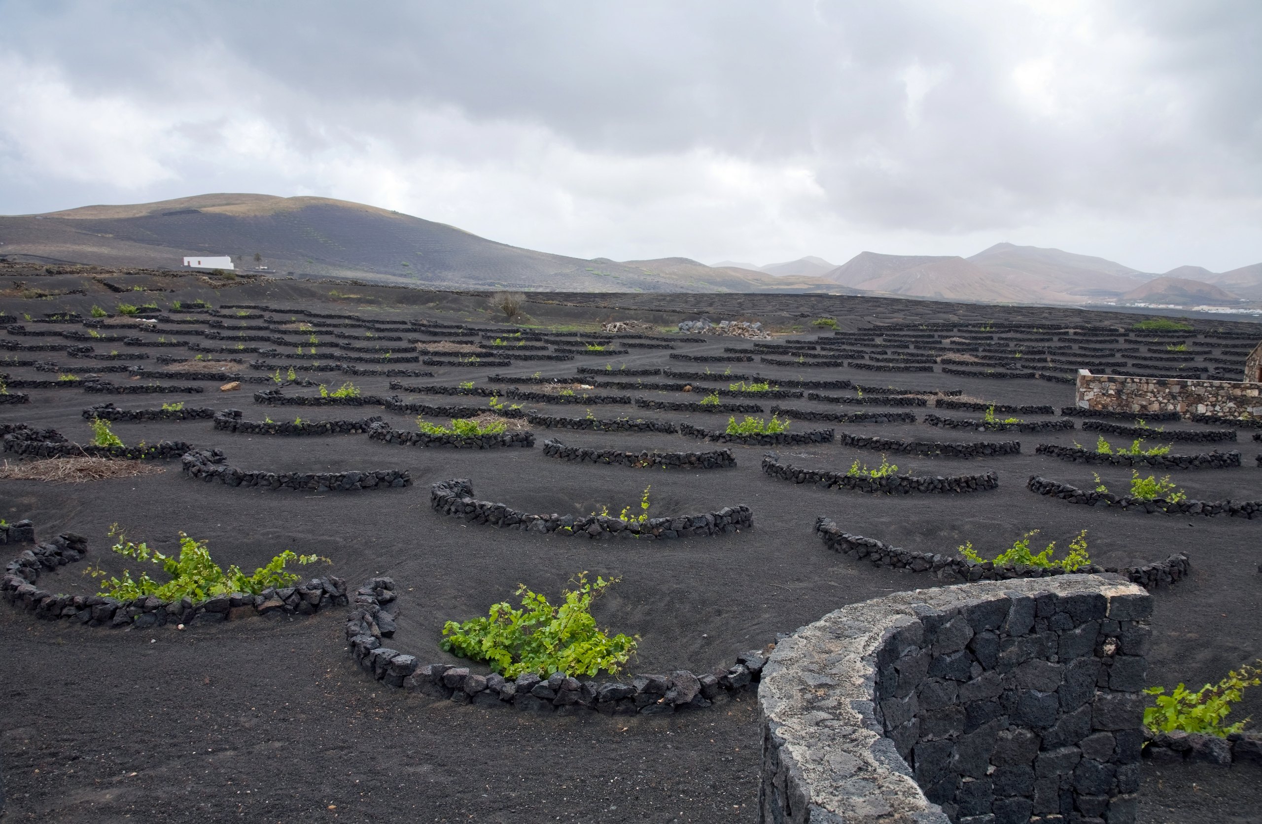 La Geria, Lanzarote (Îles Canaries), vignoble sur sol volcanique noir avec les fosses en entonnoir et les murets de pierre semi-circulaires caractéristiques