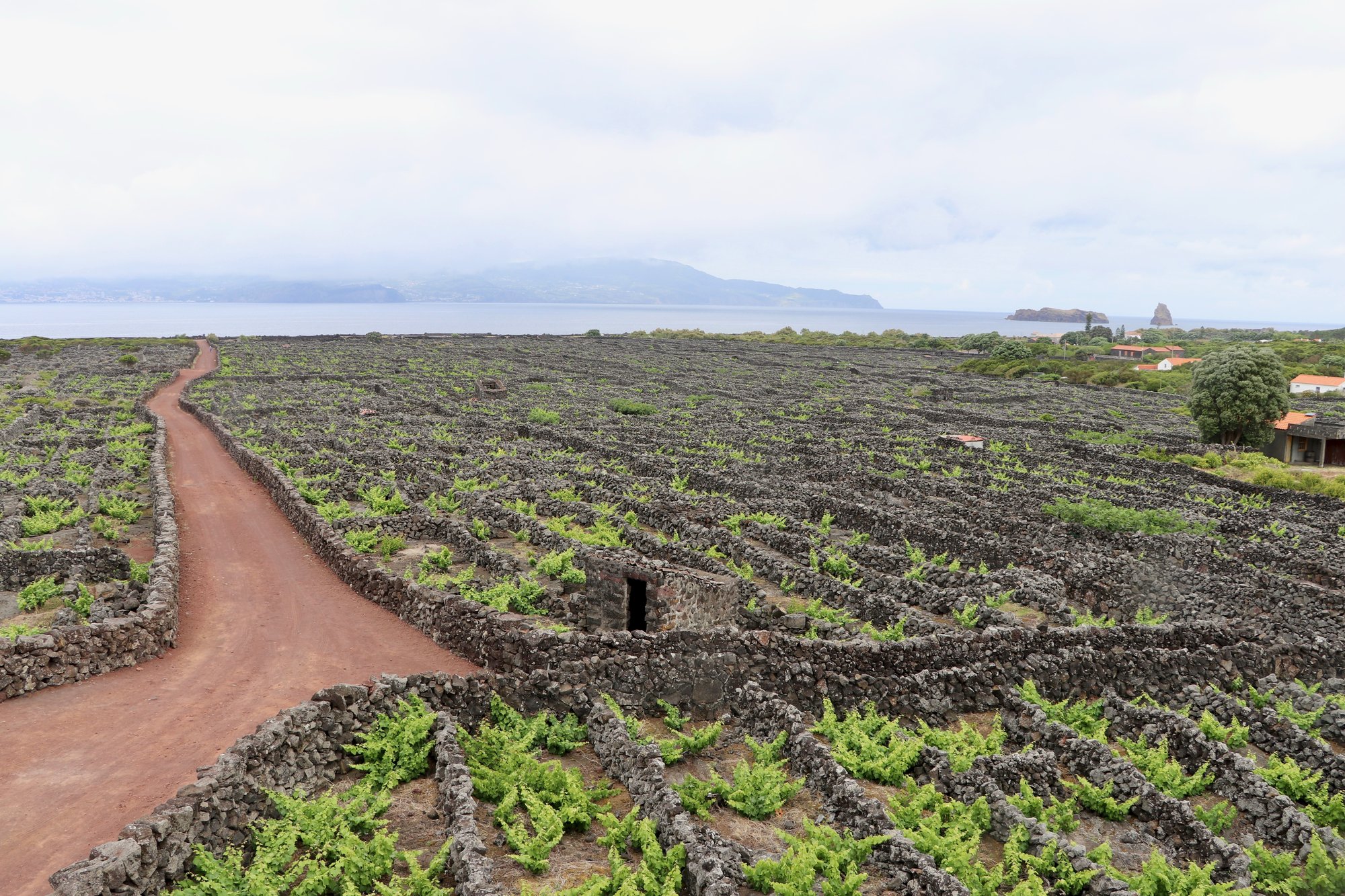 Paysage viticole de l'île de Pico (Landscape of the Pico Island Vineyard Culture), currais en murets de pierre de lave noire au bord de l'océan, Criação Velha, Açores, Portugal
