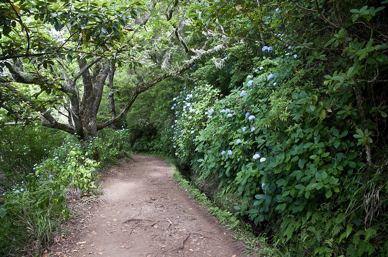 Levada do Caldeirão Verde, canal d'irrigation historique longeant une falaise couverte de forêt laurisylve luxuriante, Parc naturel de Madère, Portugal