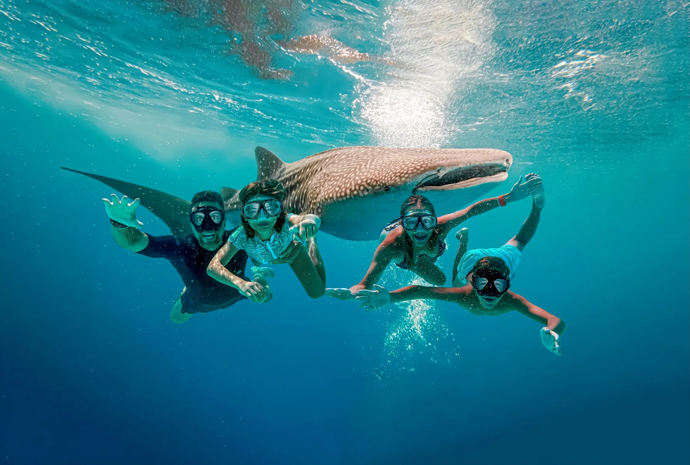 The Lockwood family swimming underwater with a whale shark