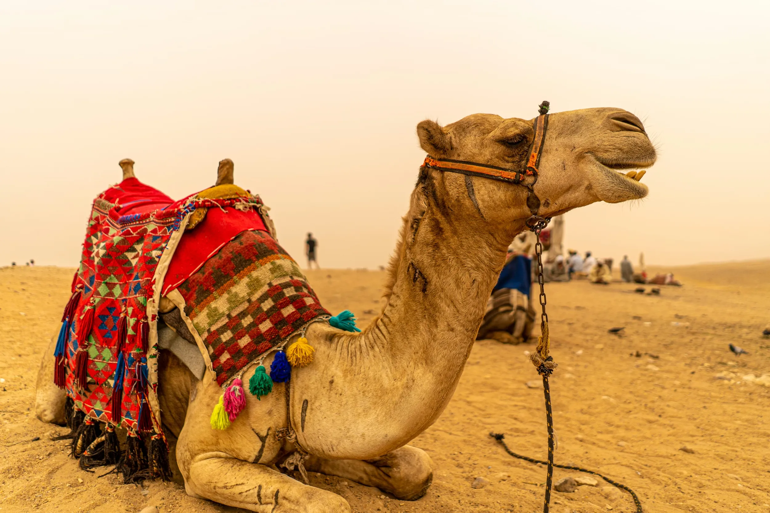 A camel sits in the desert