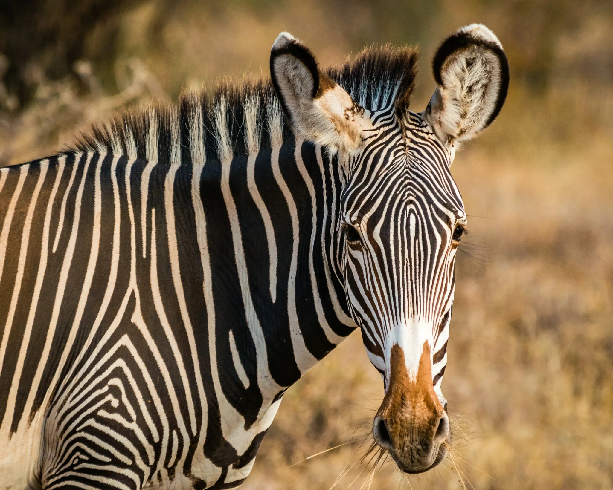 Close shot of a zebra