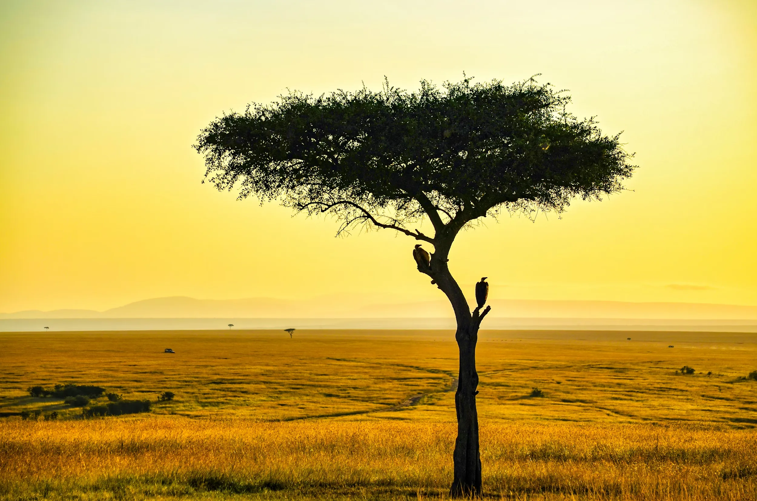 A tree in front of an orange sky in Kenya