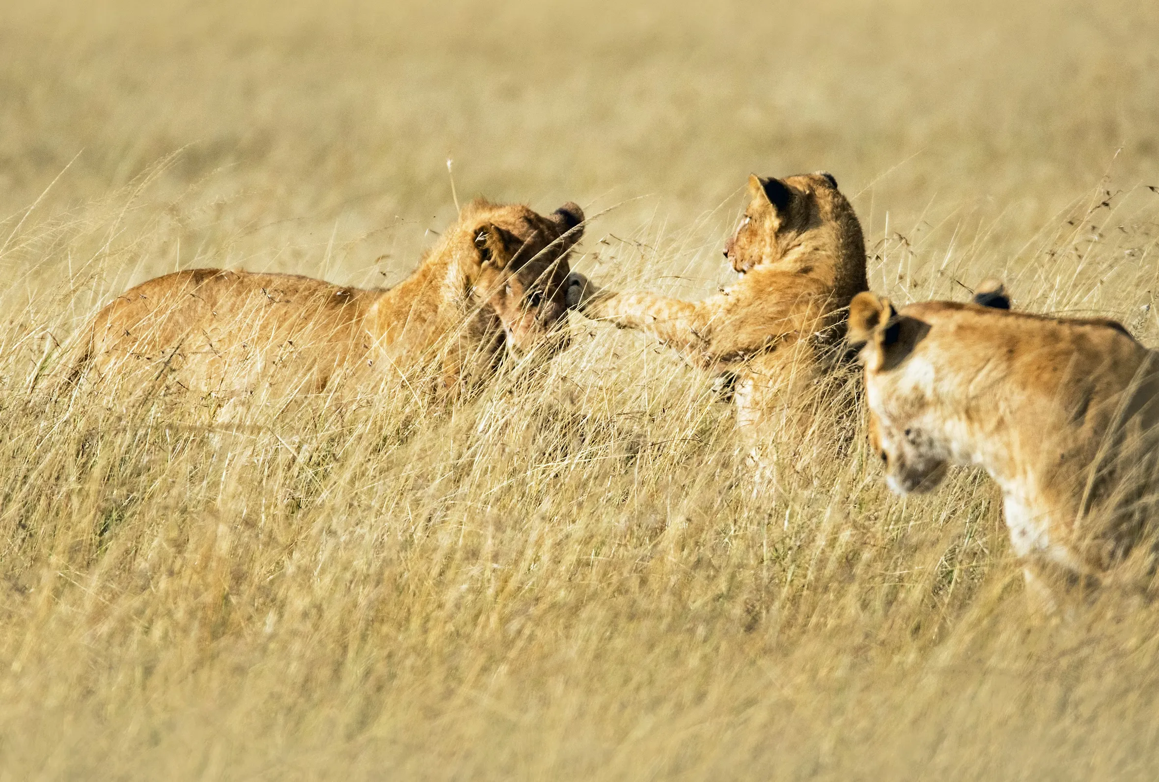 Lions playing in tall grass in Kenya