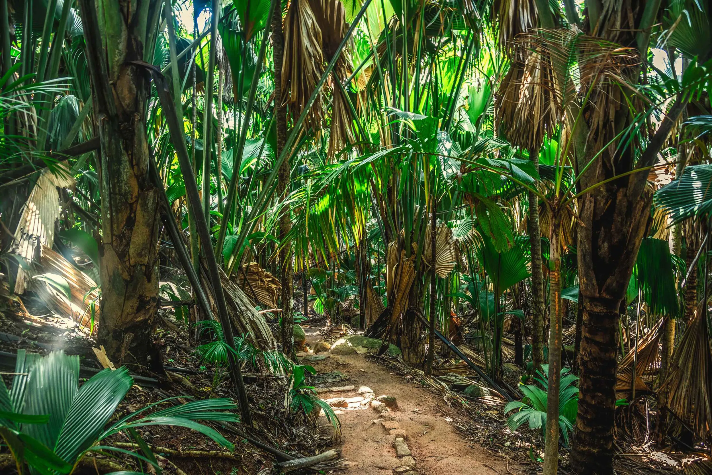 A lush jungle in Vallee de Mai, Seychelles