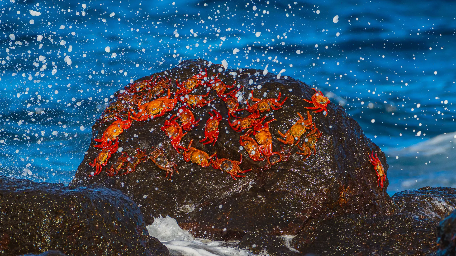 A red crab gets splashed with water in the Galapagos