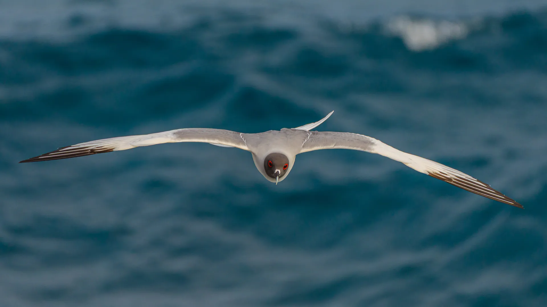 A bird soars above blue waters