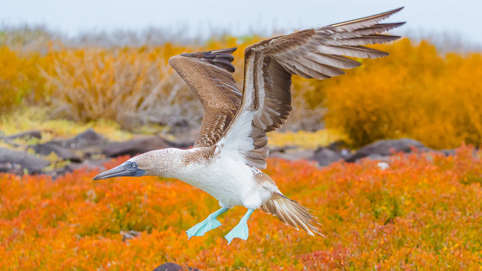 A blue-footed boobie lands on orange grass in the Galapagos