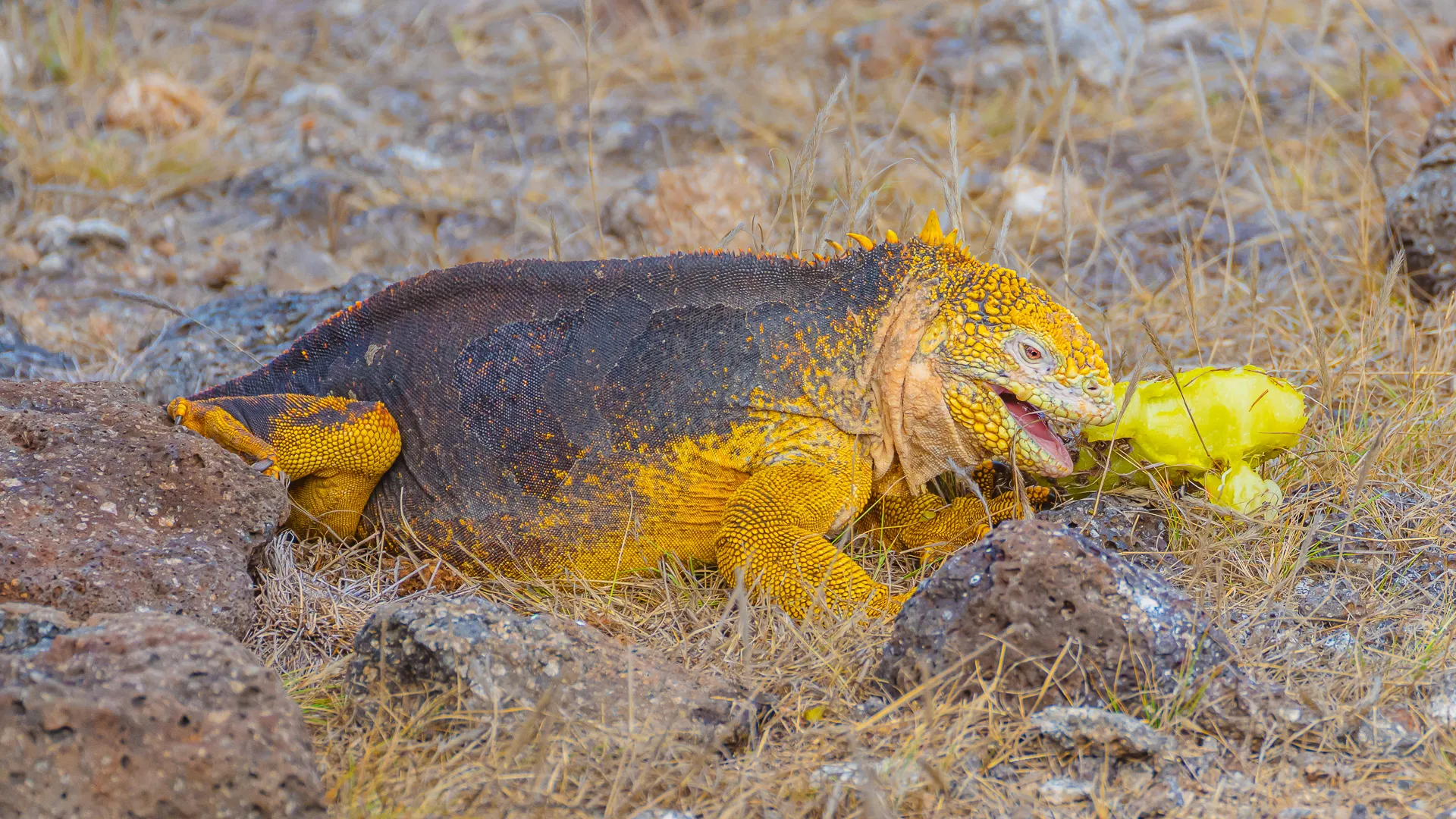 A land iguana feeds in the Galapagos