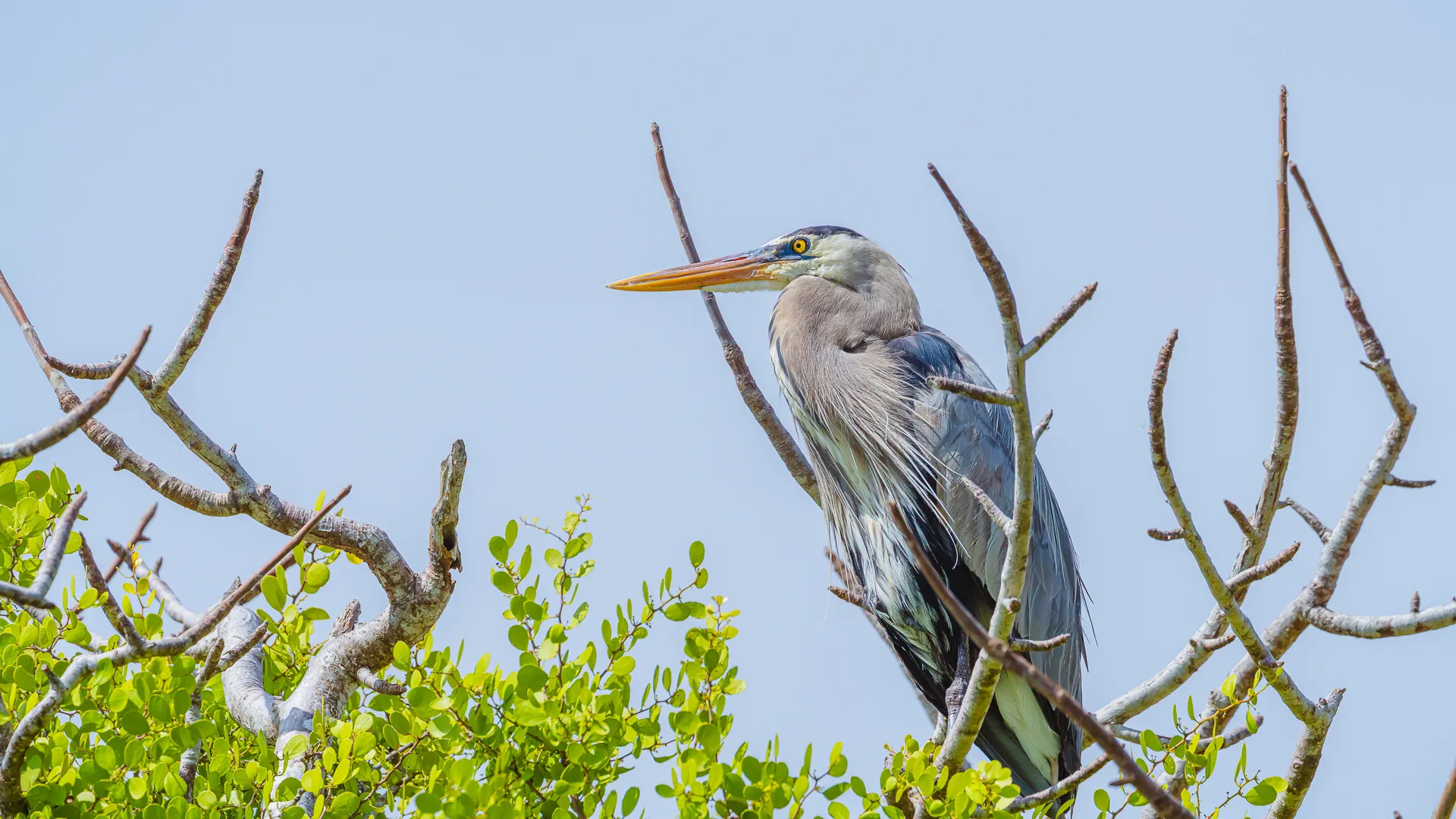 A herring sits at the top of a bush