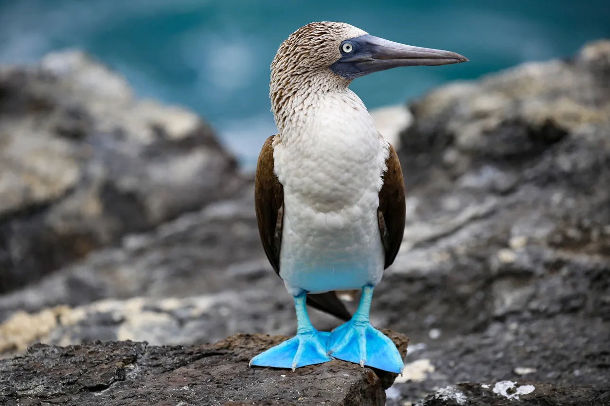 A Blue Footed Boobie stands on rocks