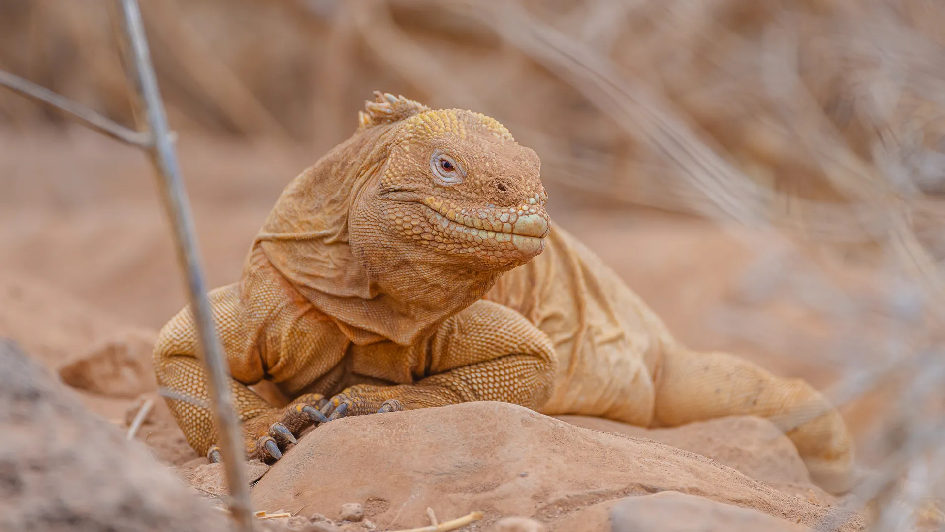 A Galapagos land iguana sits on a rock