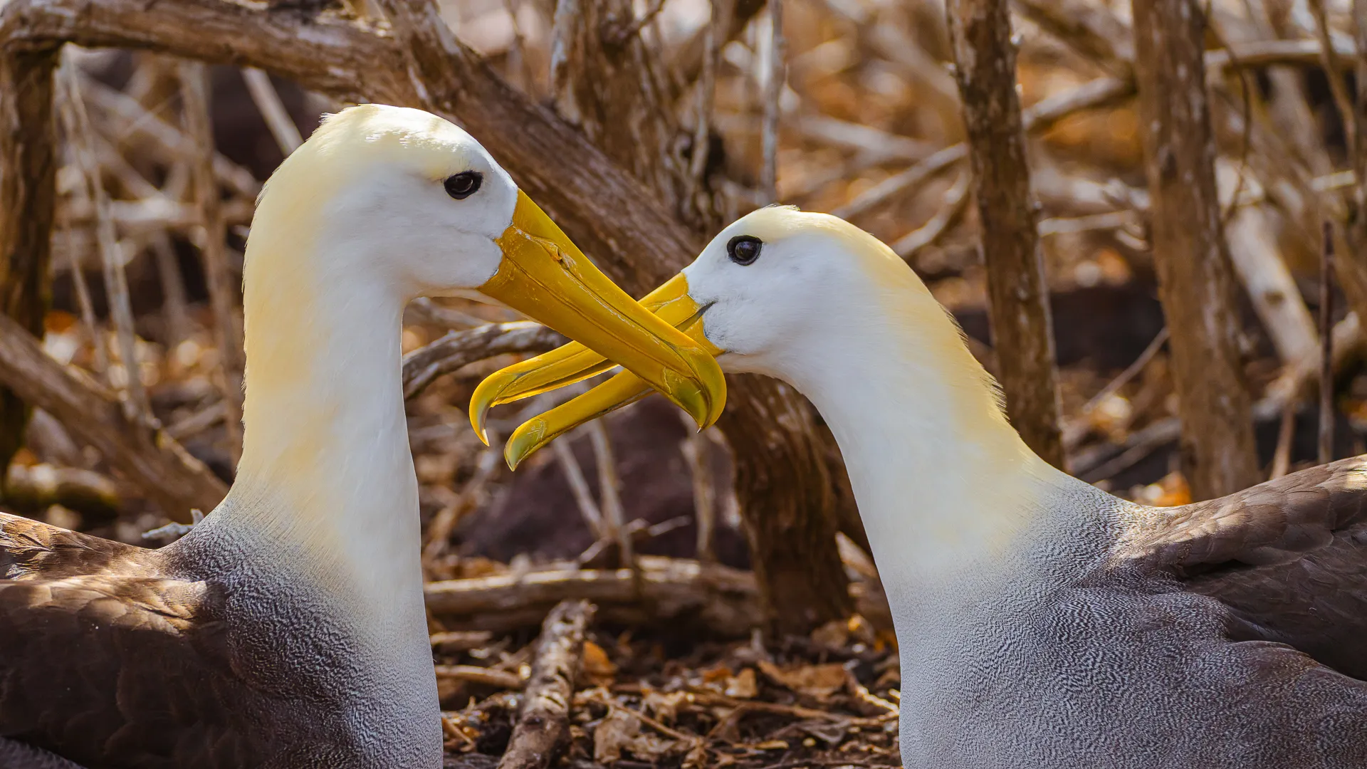 Albatros birds dance in the Galapagos