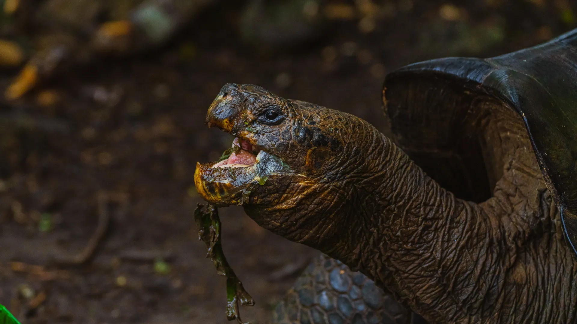 A giant tortoise eats leaves
