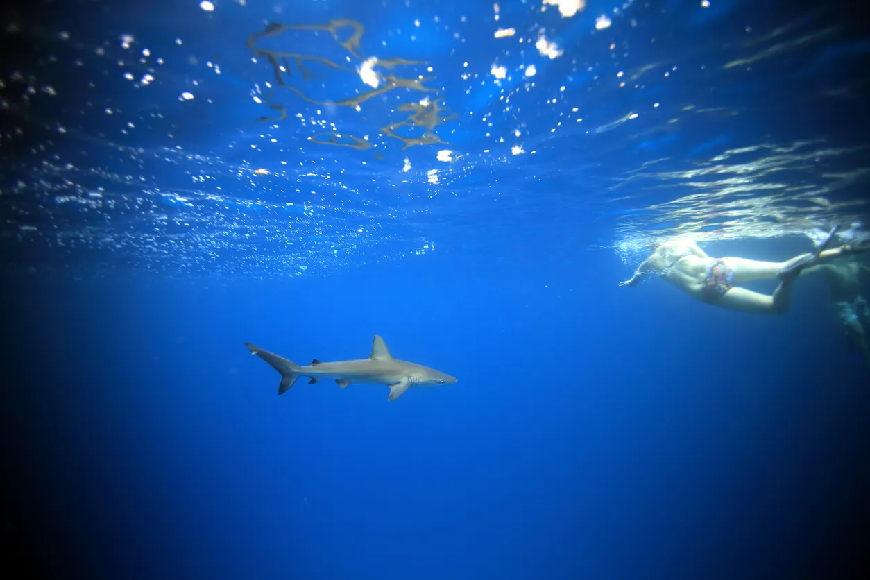 A shark swims underwater in the Galapagos