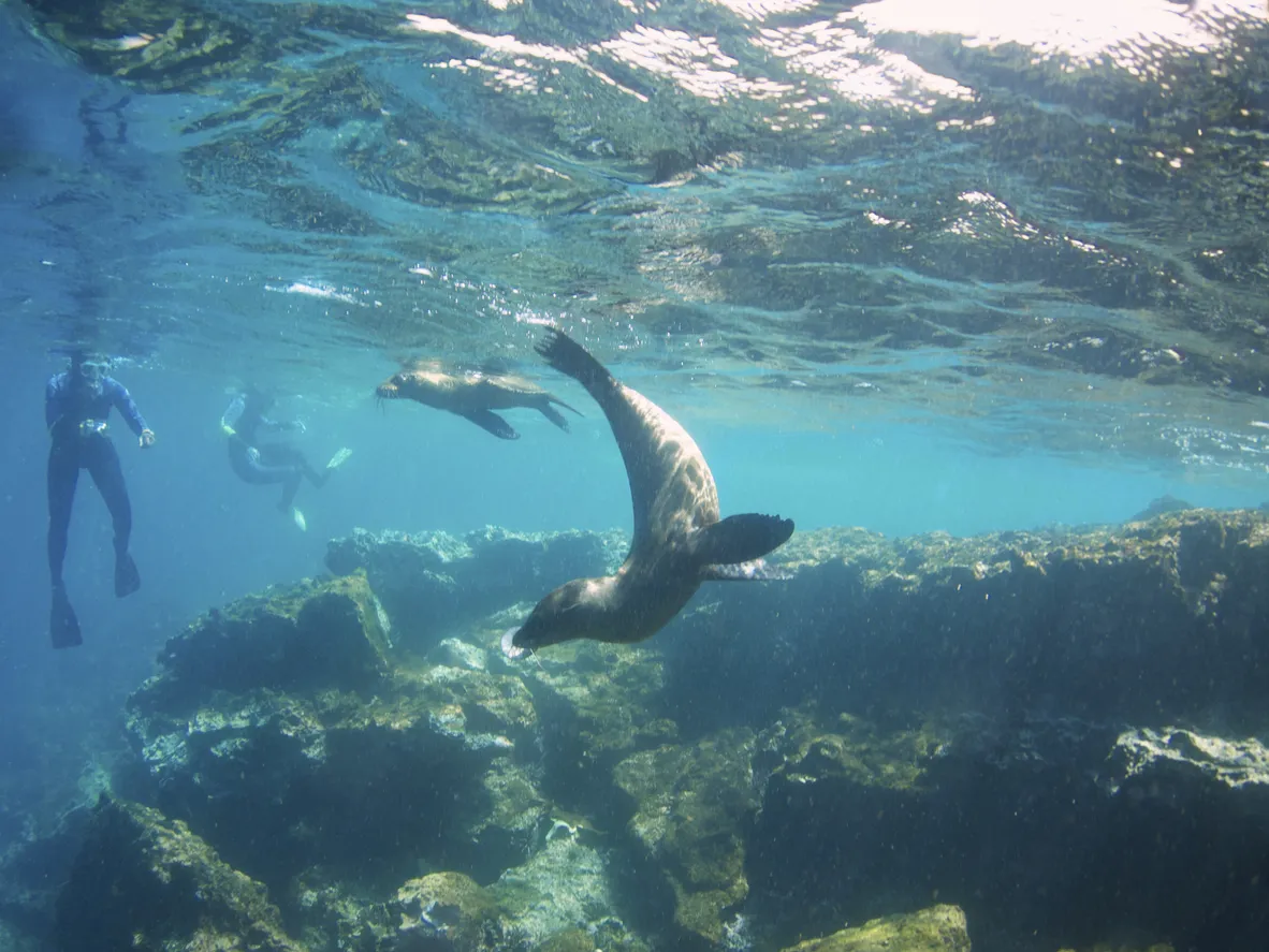 A sea lion swims underwater with snorkelers in the Galapagos