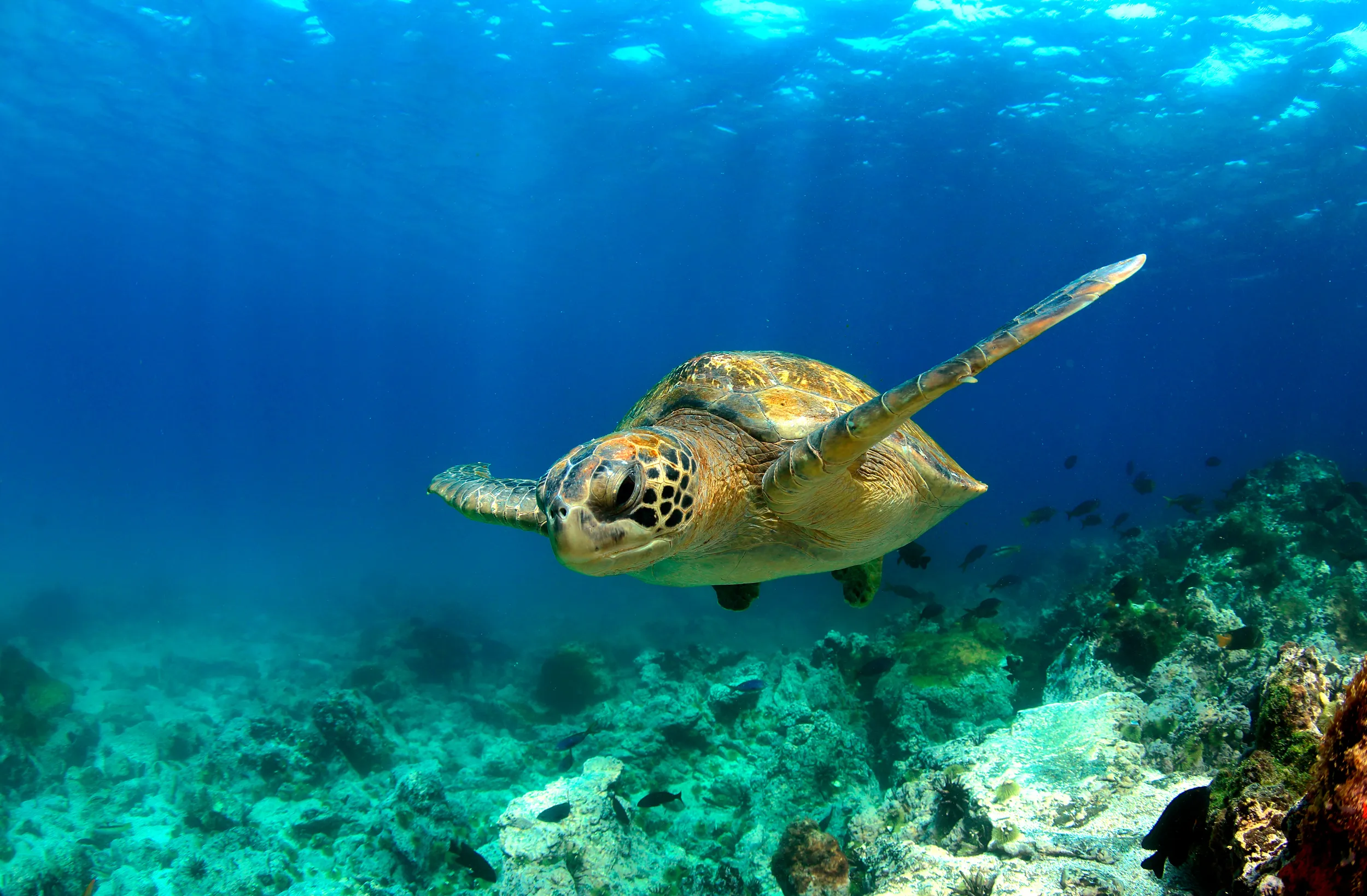 A sea turtle swims underwater in the Galapagos