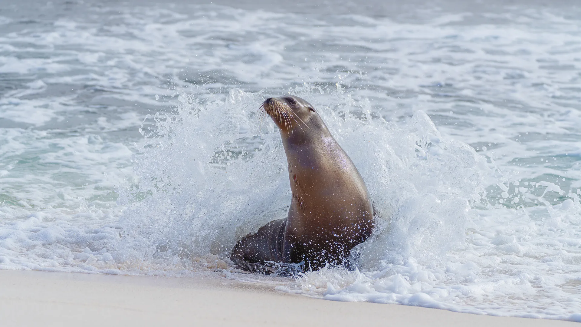 A sea lion sits in surf along a white sand beach
