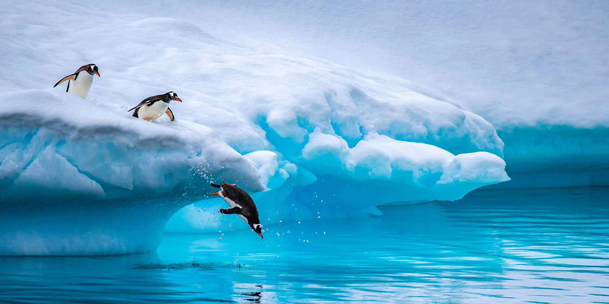 Penguins dive into Antarctica water from iceberg
