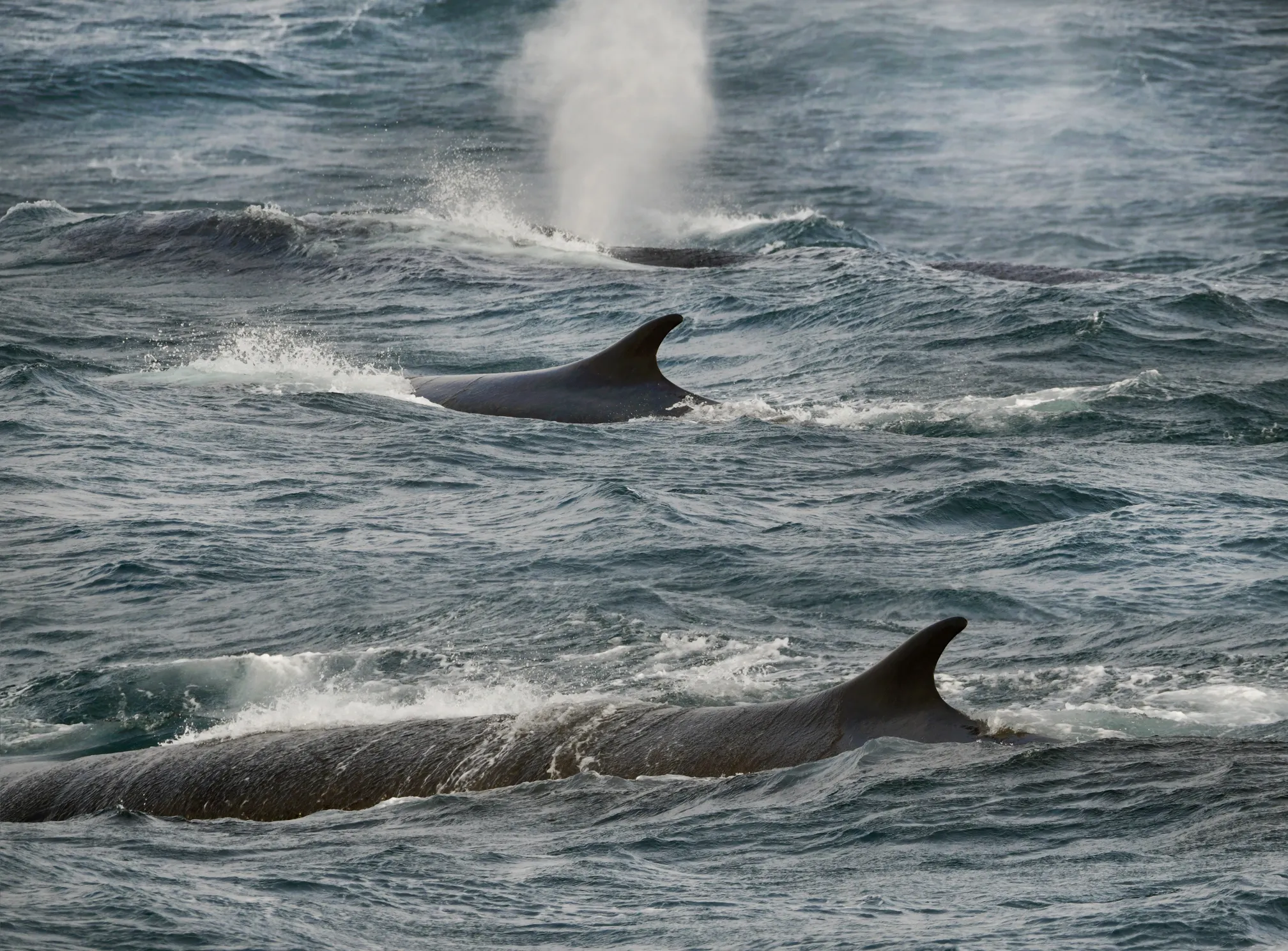 Humpback whales surfacing