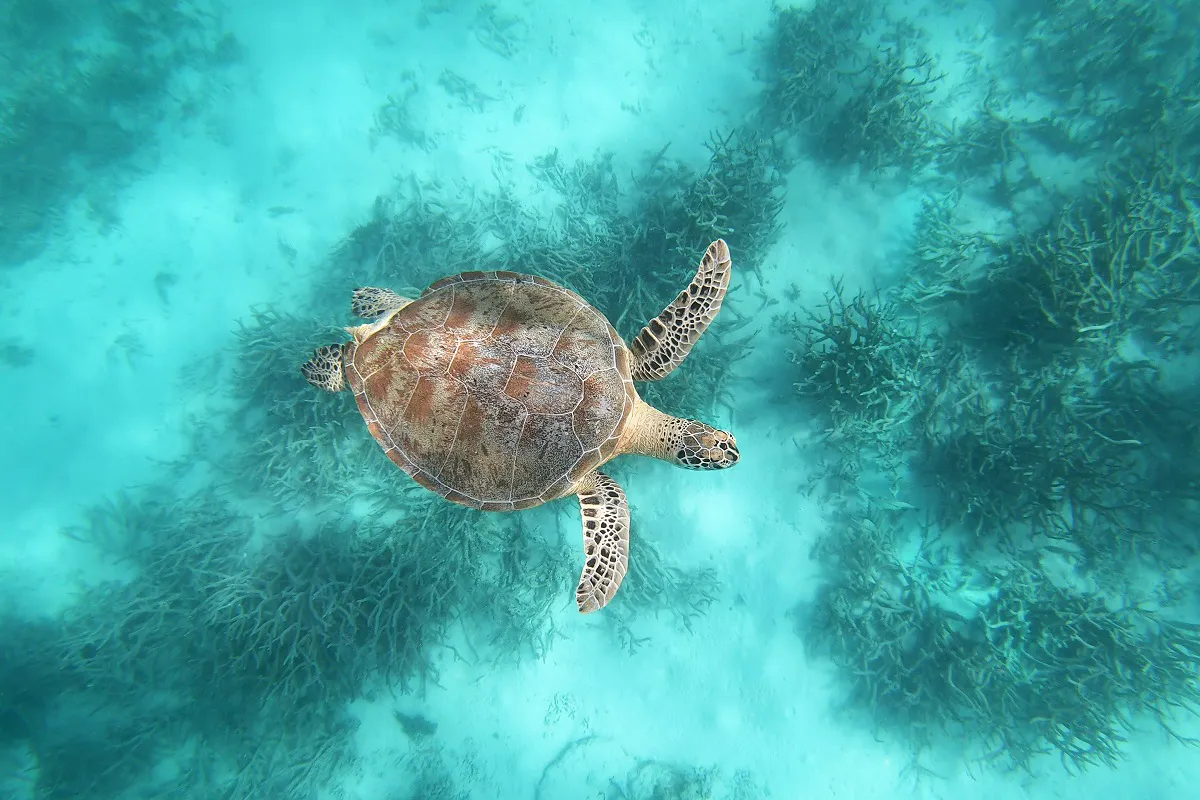 A sea turtle swims in Ashmore Reef in the Kimberley, Australia