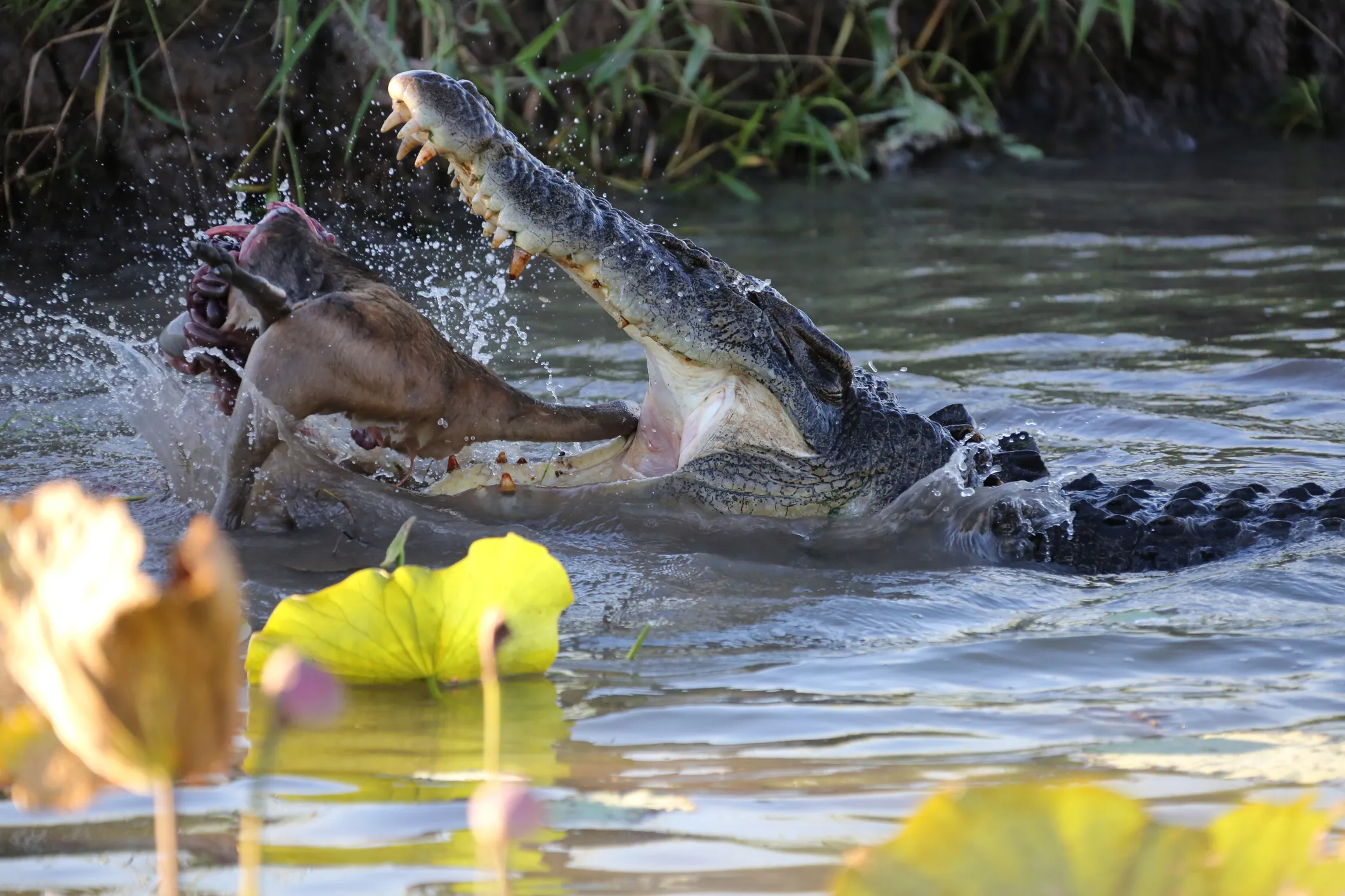 A crocodile eats a joey in the Kimberley, Australia