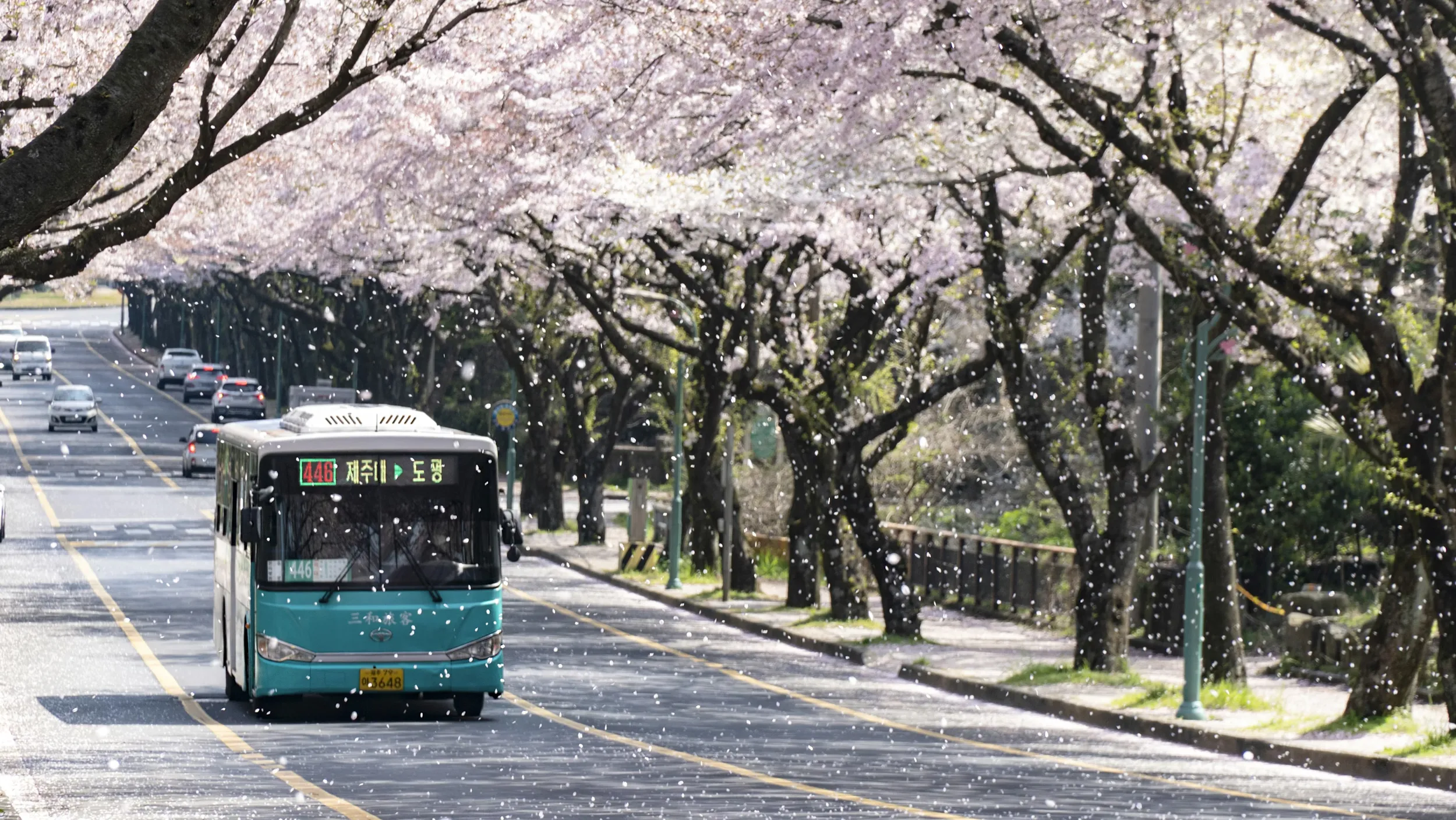 A bus drives through cherry blossoms