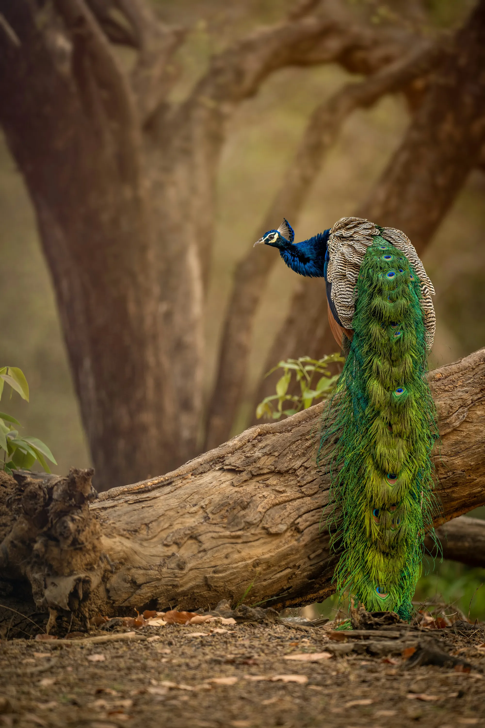 A peacock sits at the base of a tree