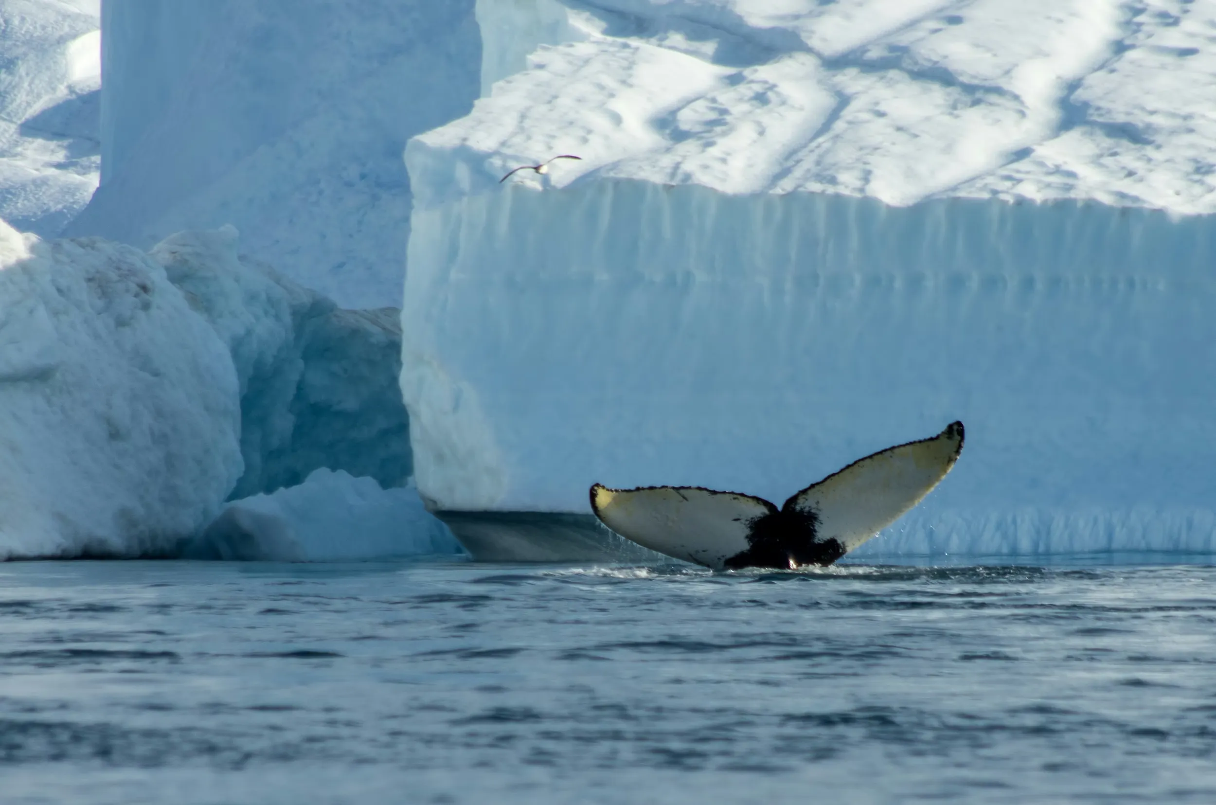 A whale tail appears in front of icebergs
