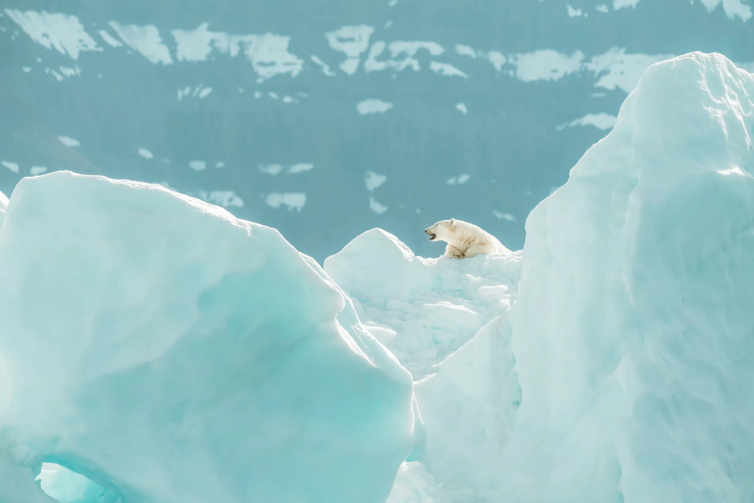 A polar bear peeks above a snowy overlook