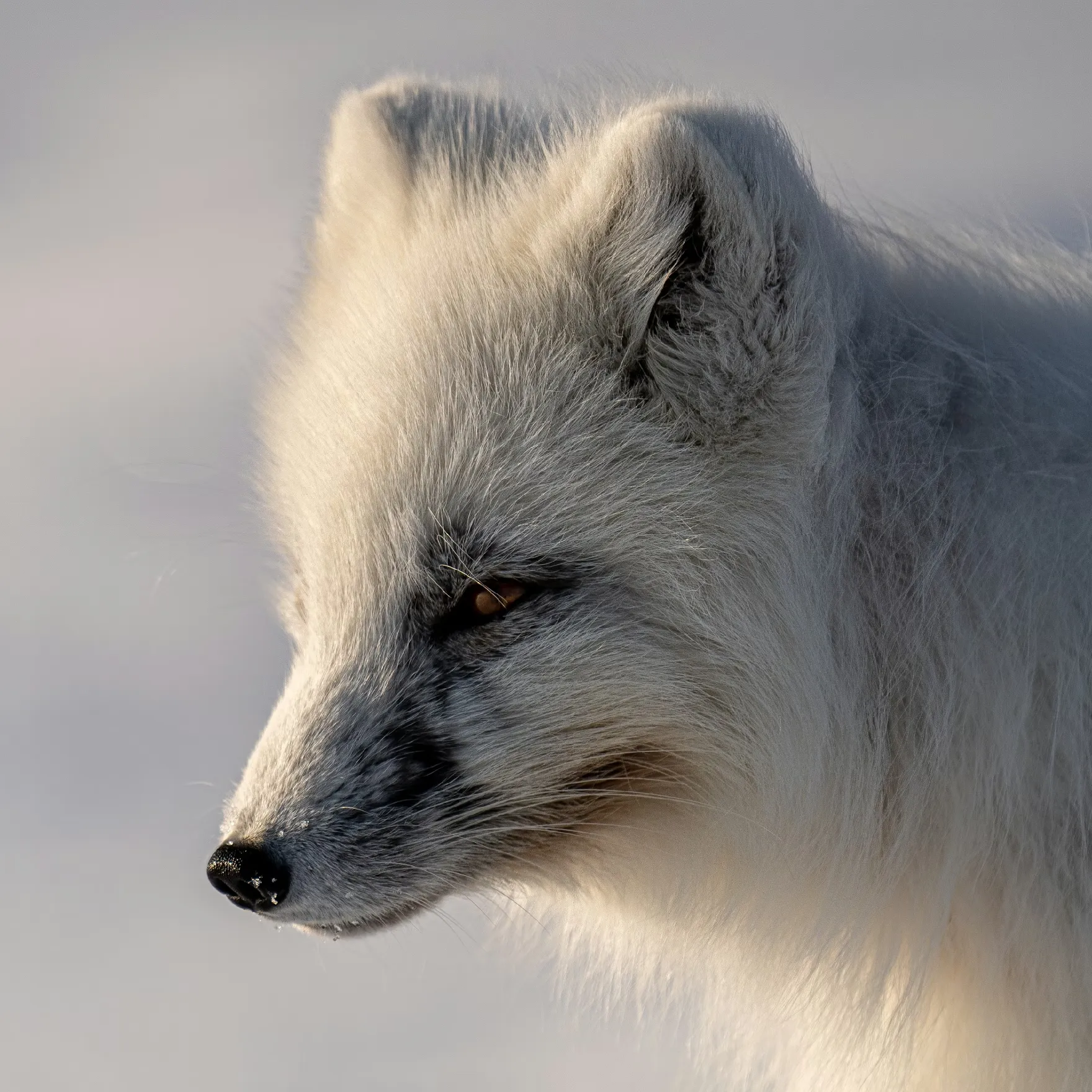 Close-up of an Arctic Fox