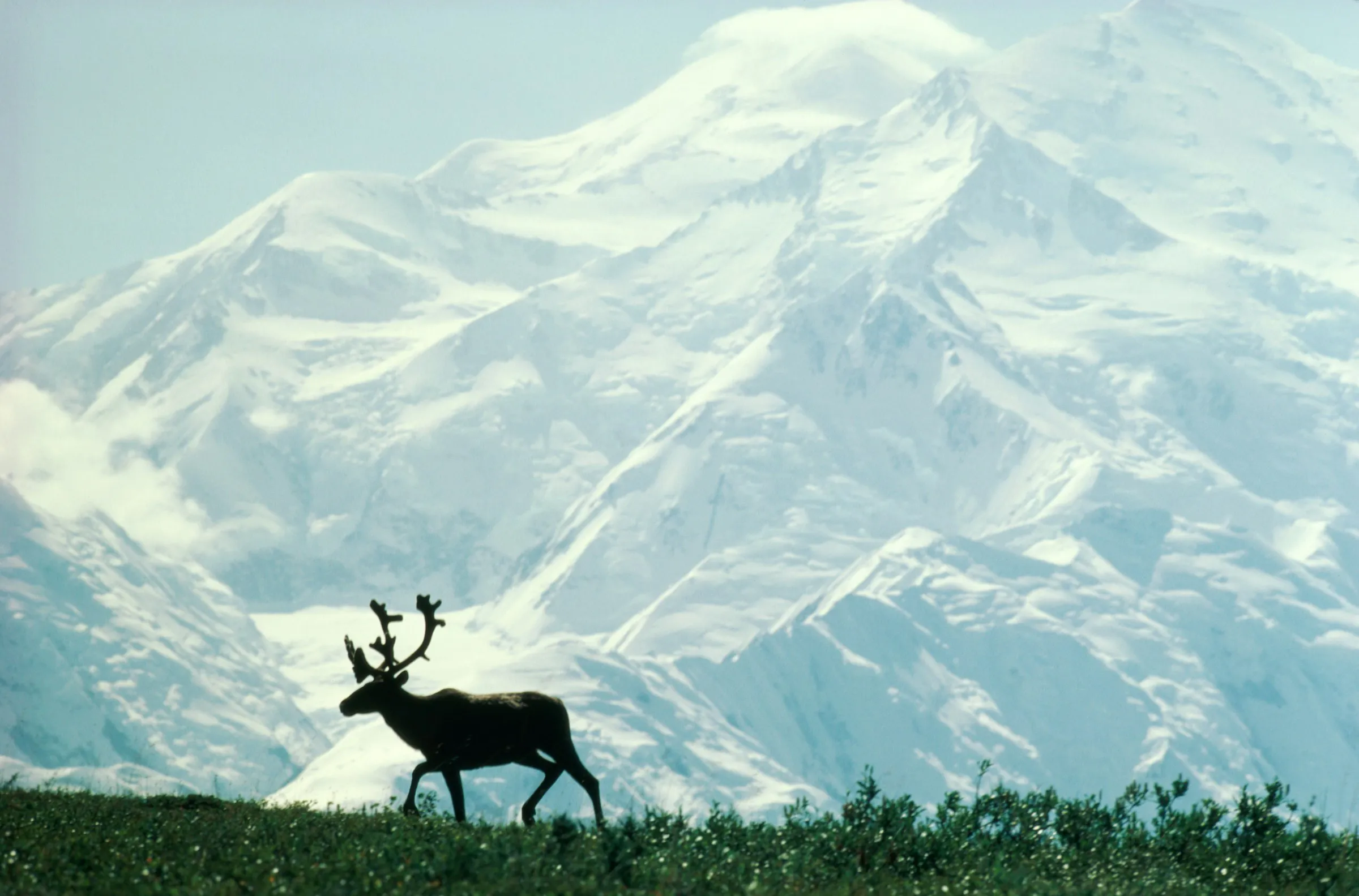 A lone caribou walks in front of huge snowy mountains