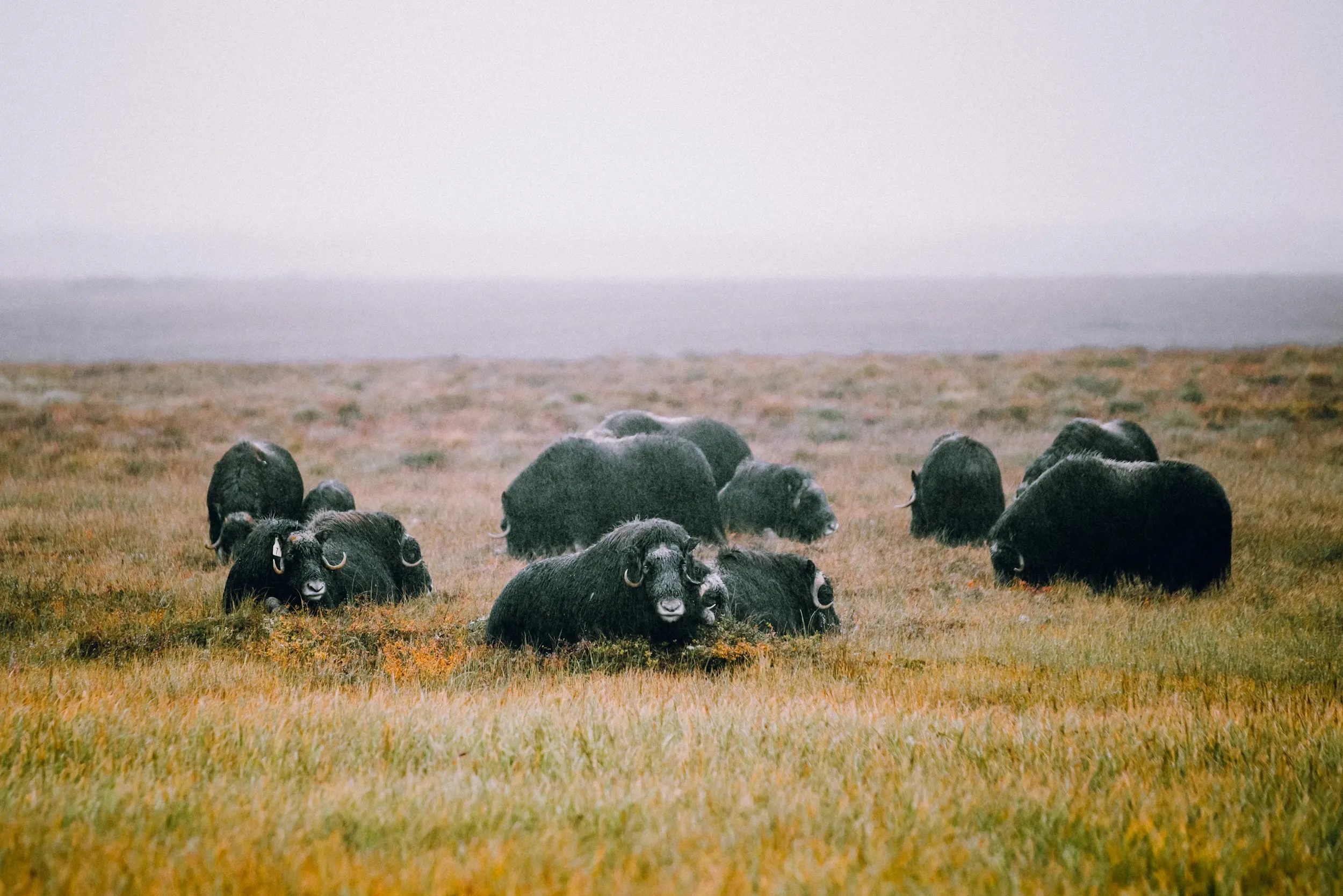 Oxen in a Greenland field