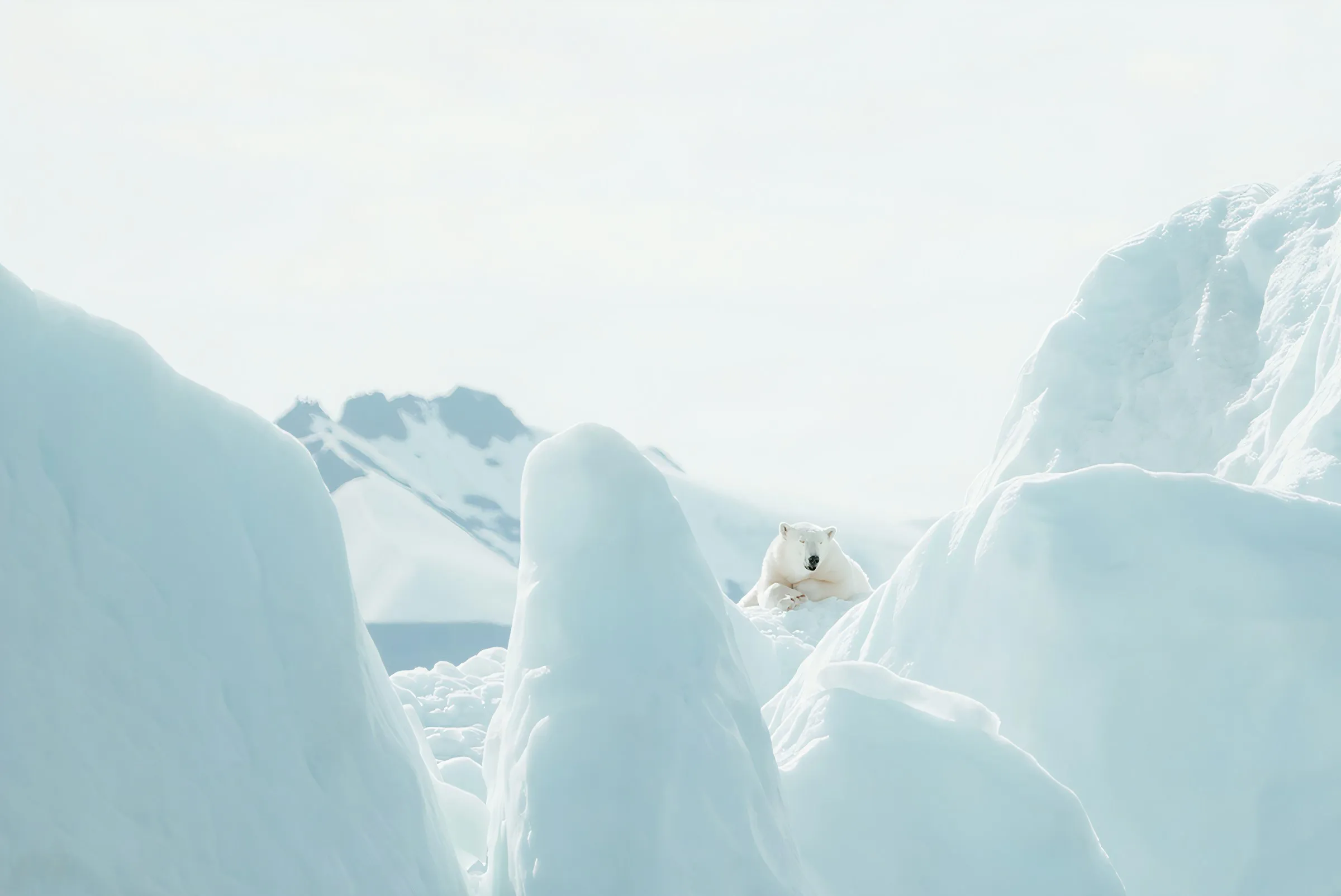 A polar bear on a snowy hilltop
