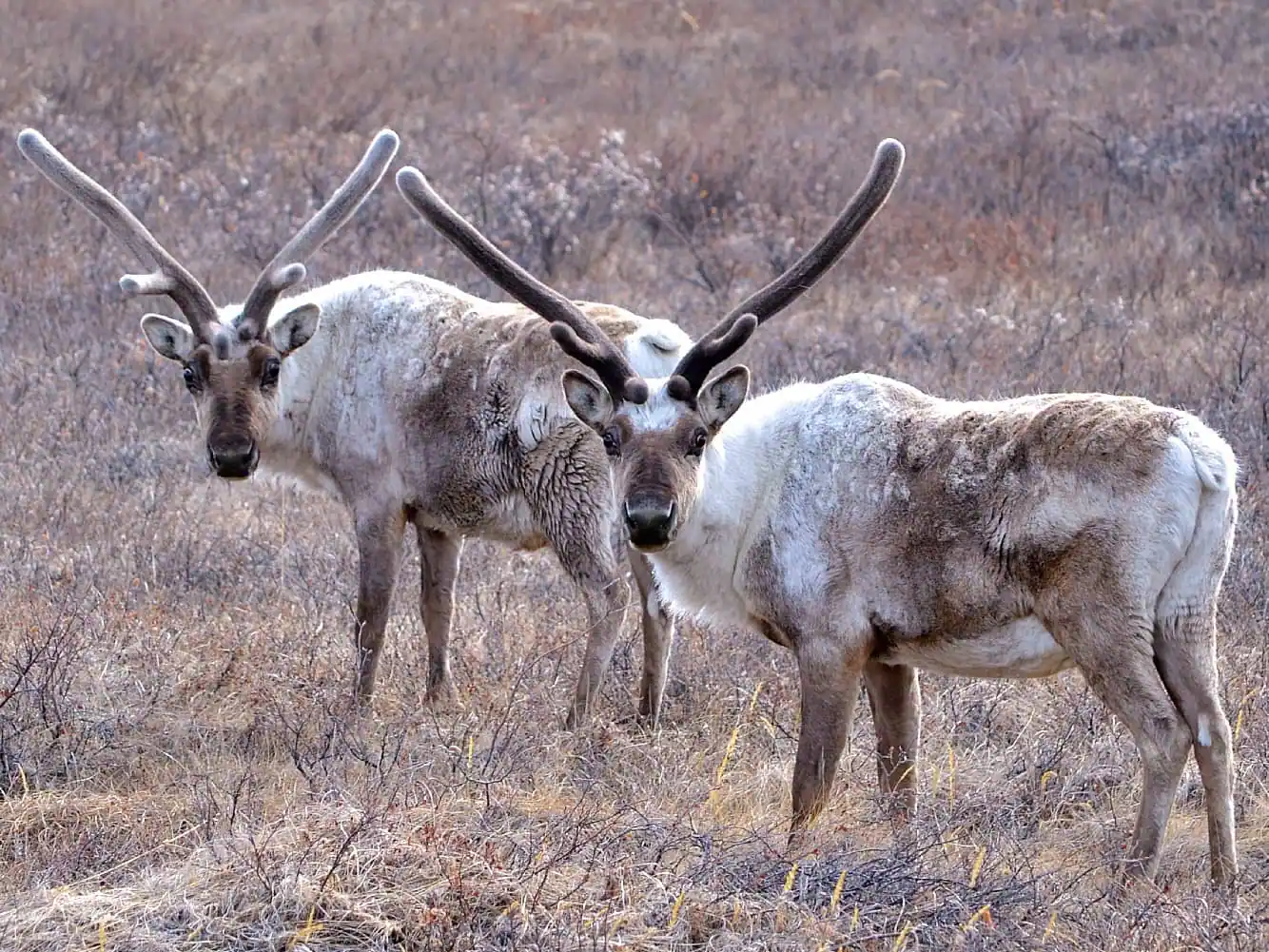 Kangerlussuaq, Greenland