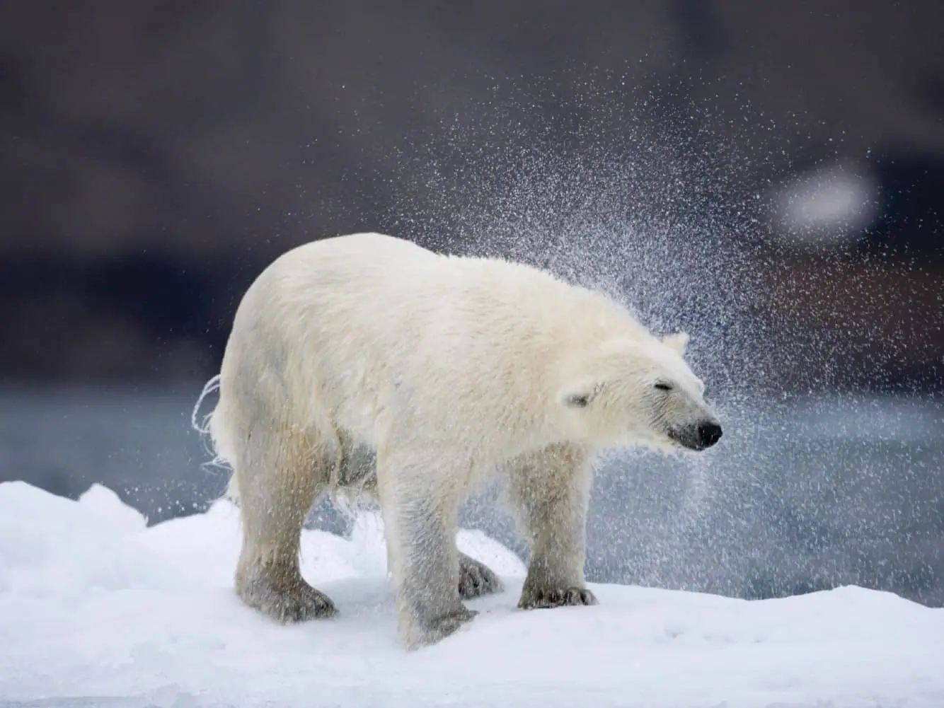Polar bear in Dundas Harbour (Devon Island), Nunavut, Canada