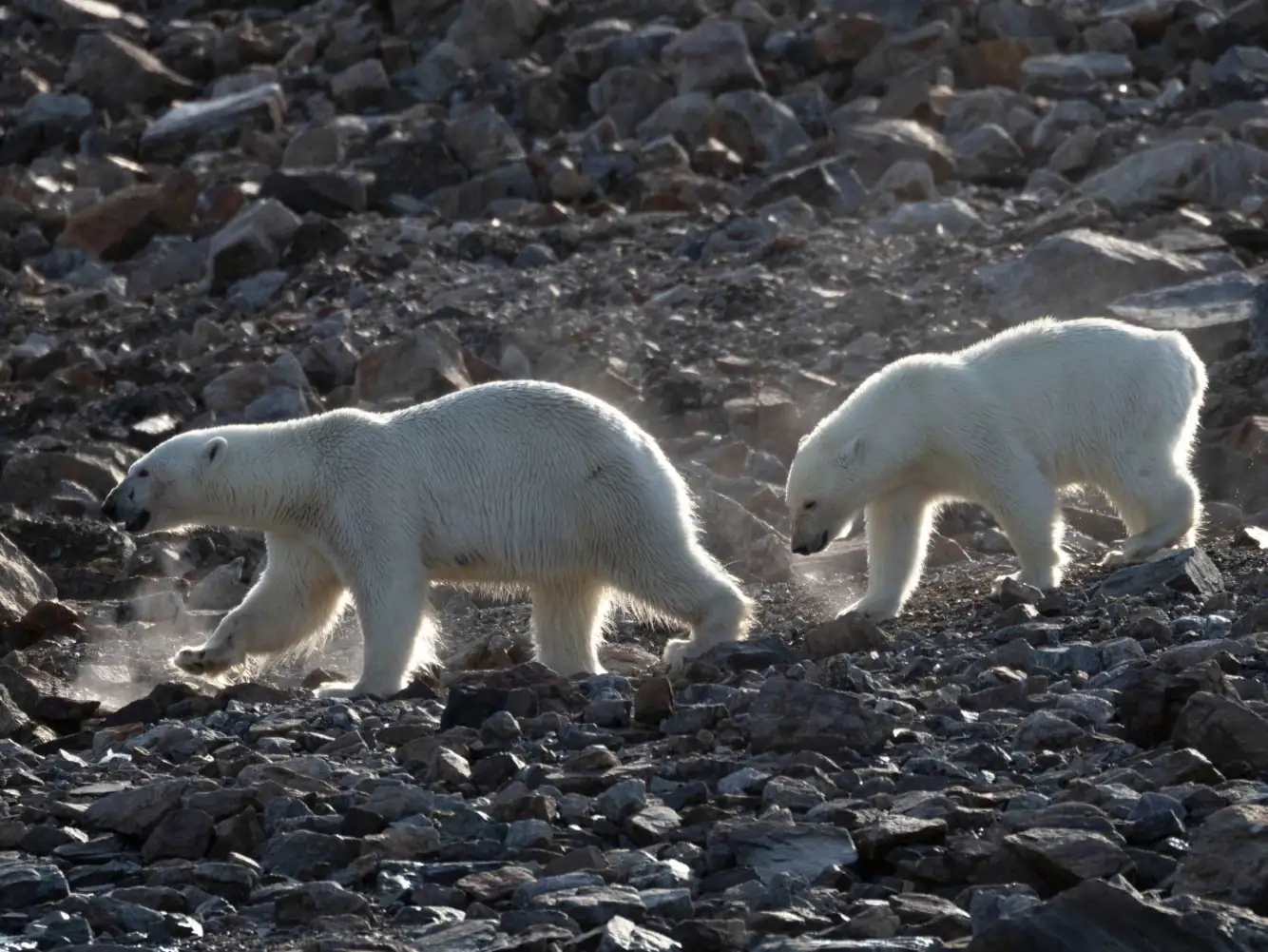 Polar bears walking on rocks of the Northwest Passage