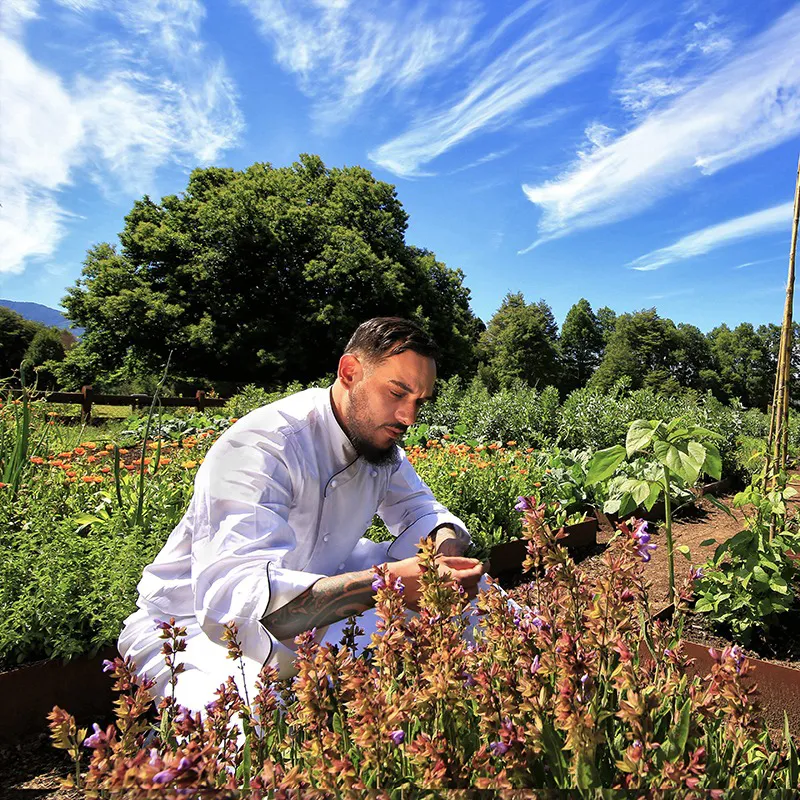 A chef picks vegetables at &Beyond Vira Vira