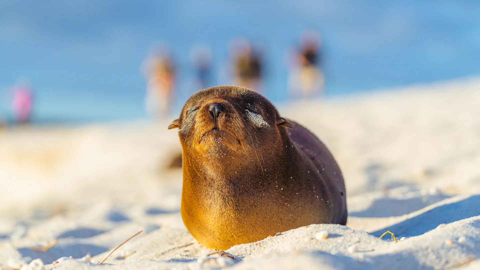 A sea lion pup on a white sand beach