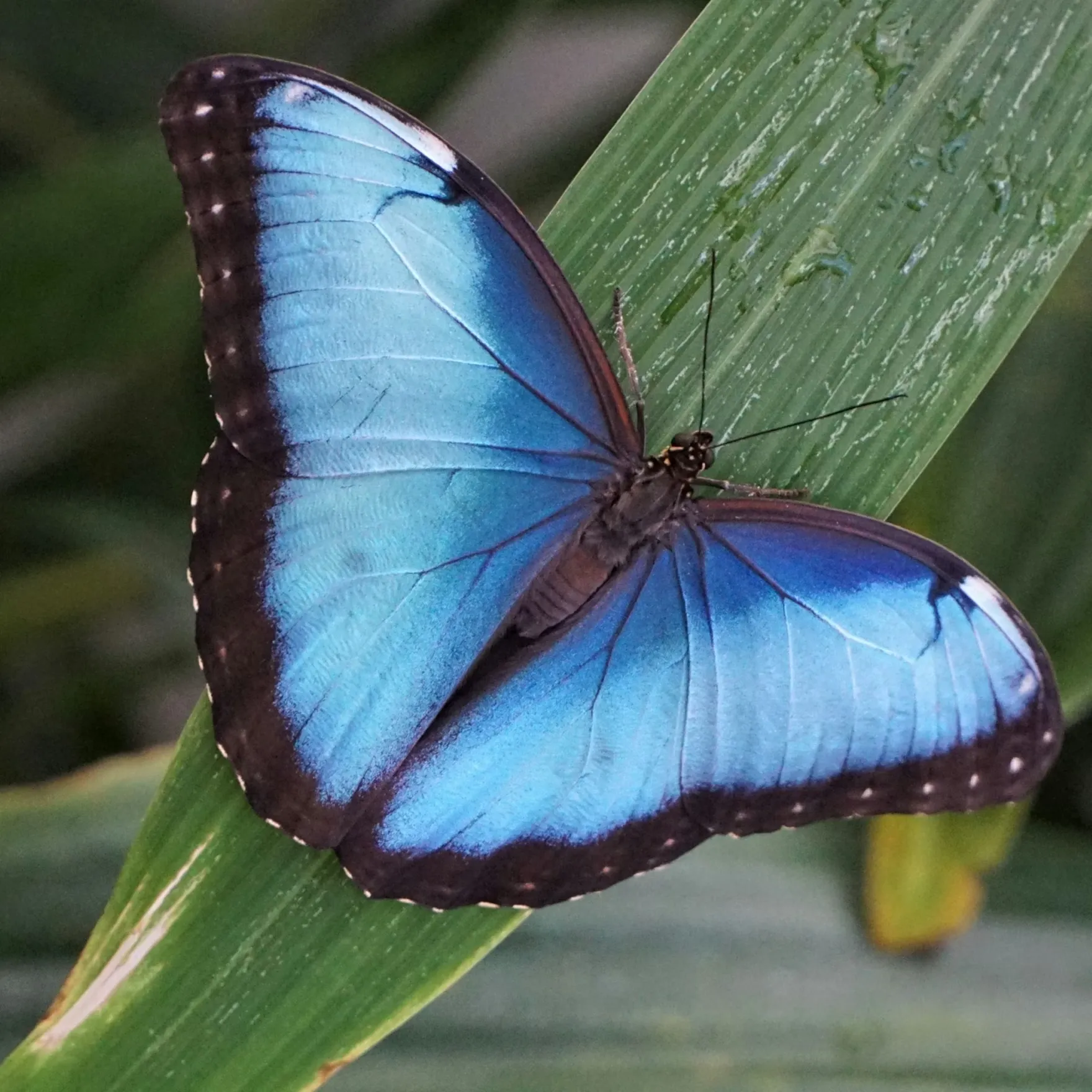 A blue morpho butterfly sits on a leaf