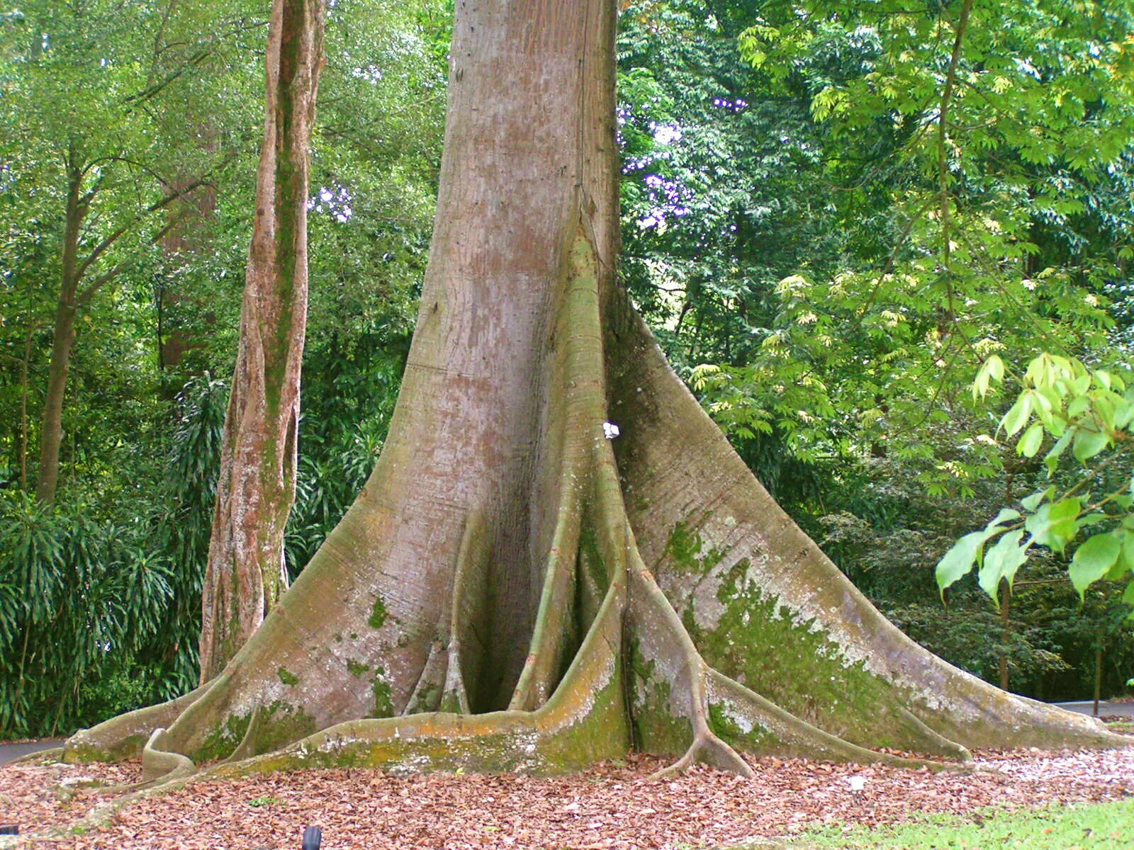 A giant tree in a Peruvian rainforest